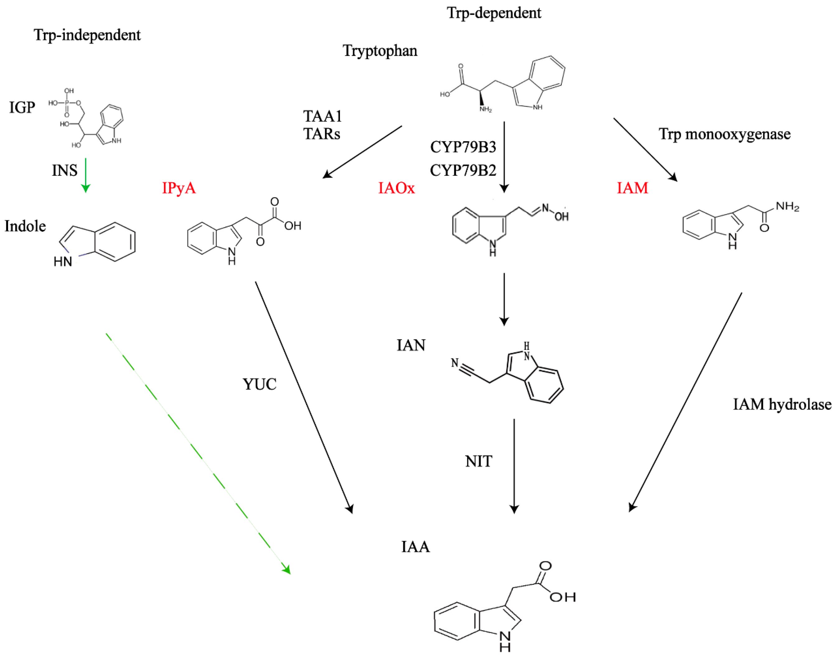 Plants 13 02523 g003 Plants 13 02523 g003