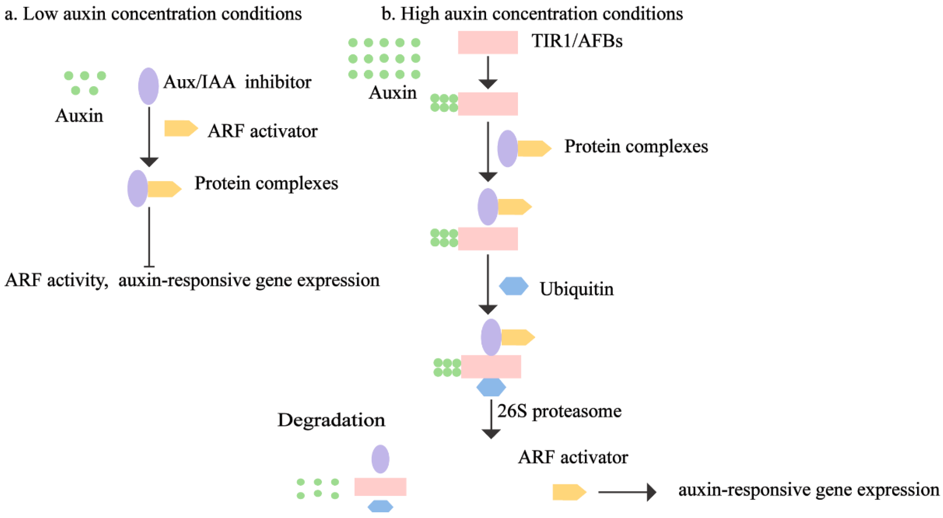Plants 13 02523 g004 Plants 13 02523 g004