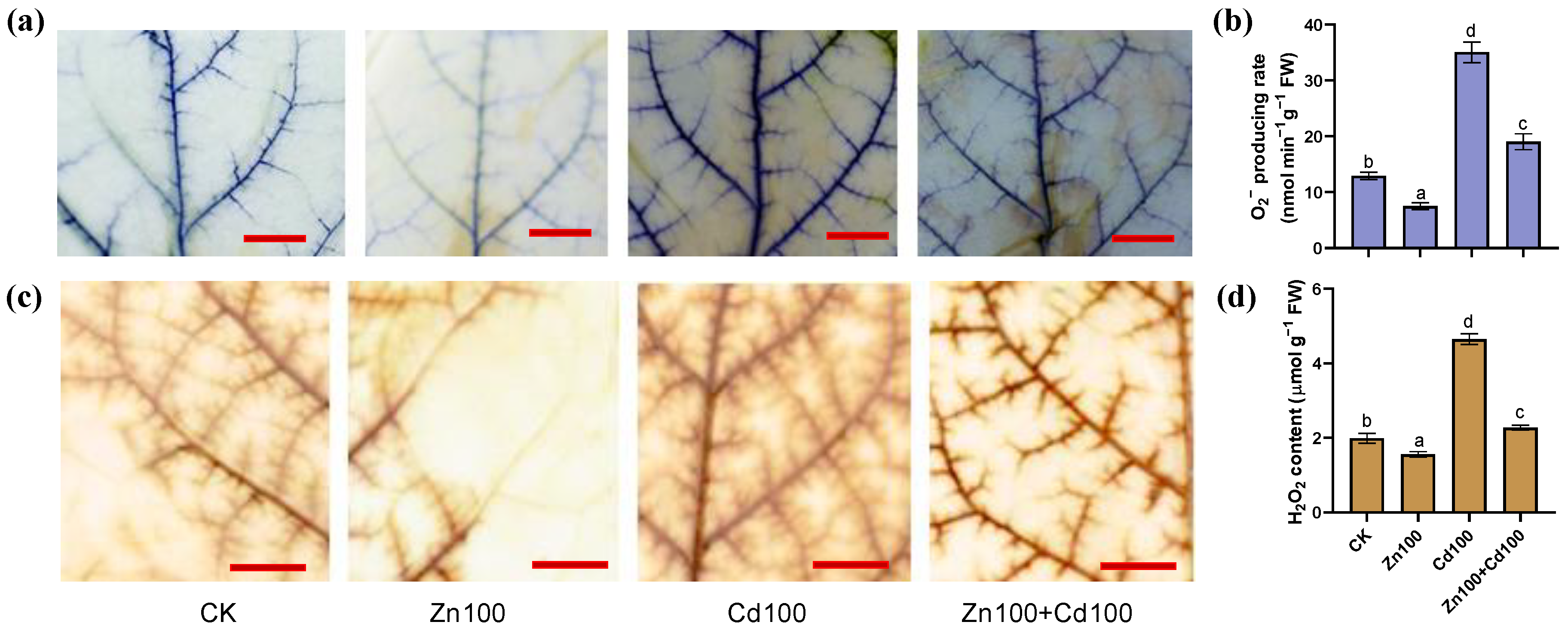 Plants 13 02528 g002