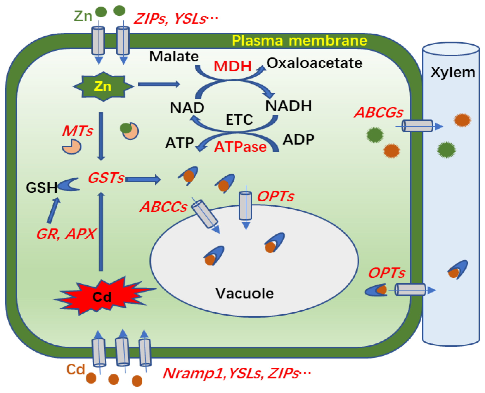 Plants 13 02528 g008