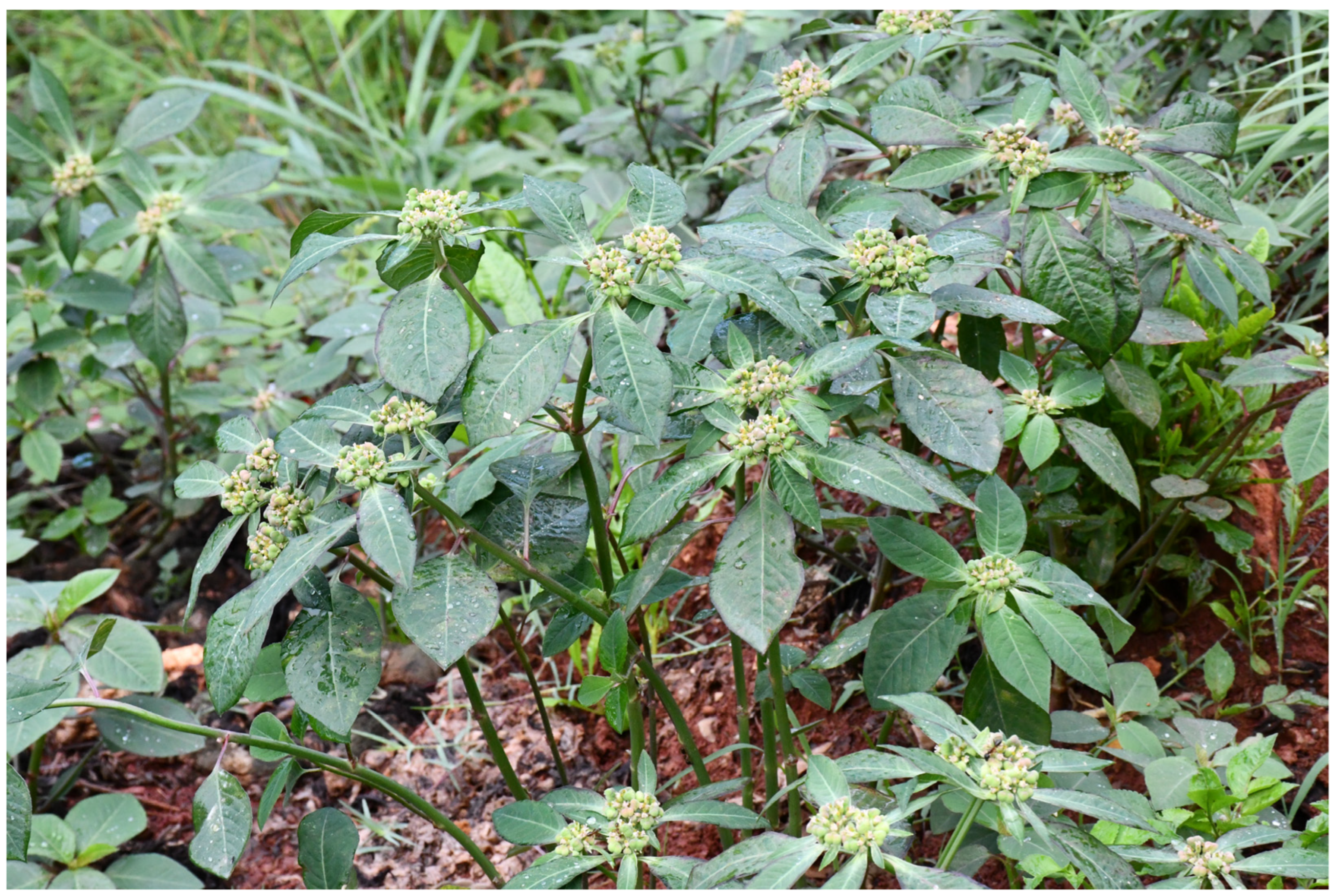 Plants 13 02533 g001 Plants 13 02533 g001