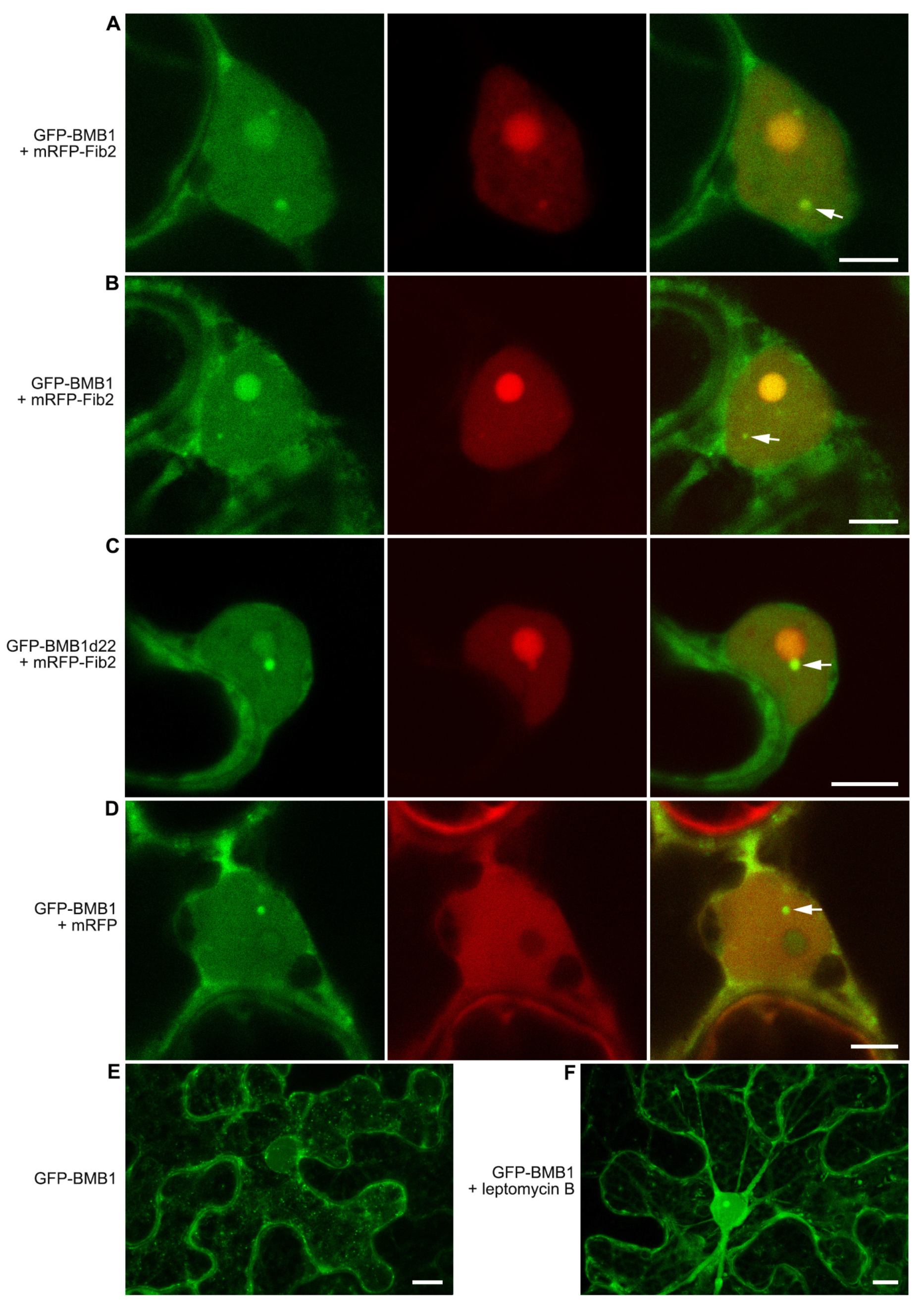 Plants 13 02550 g003