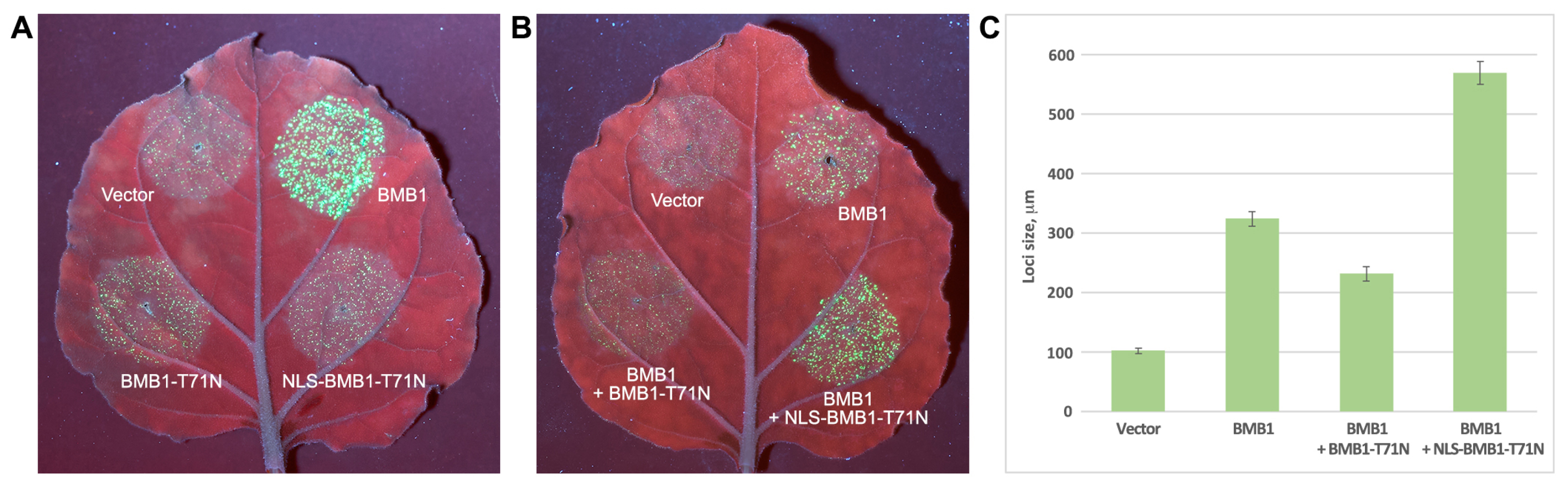 Plants 13 02550 g006
