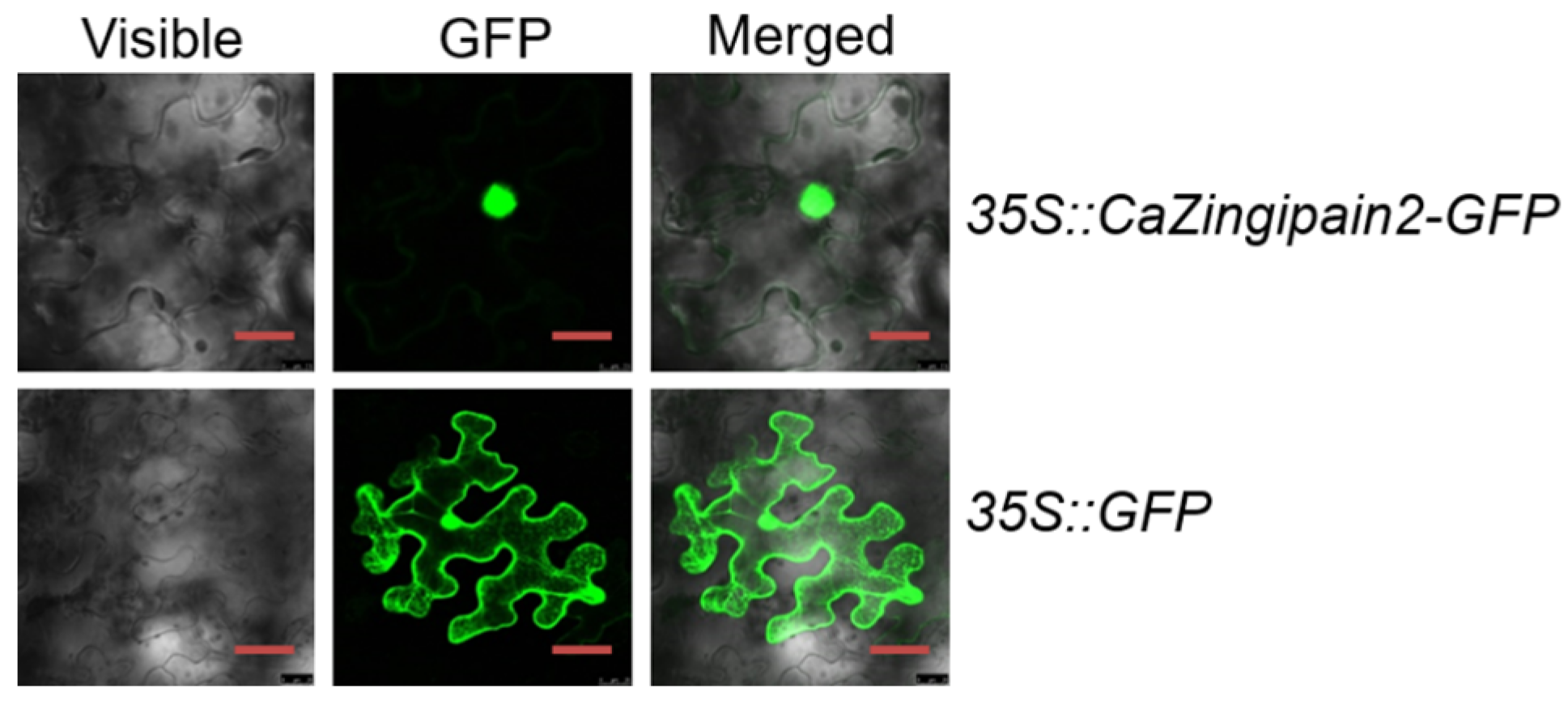 Plants 13 02552 g002
