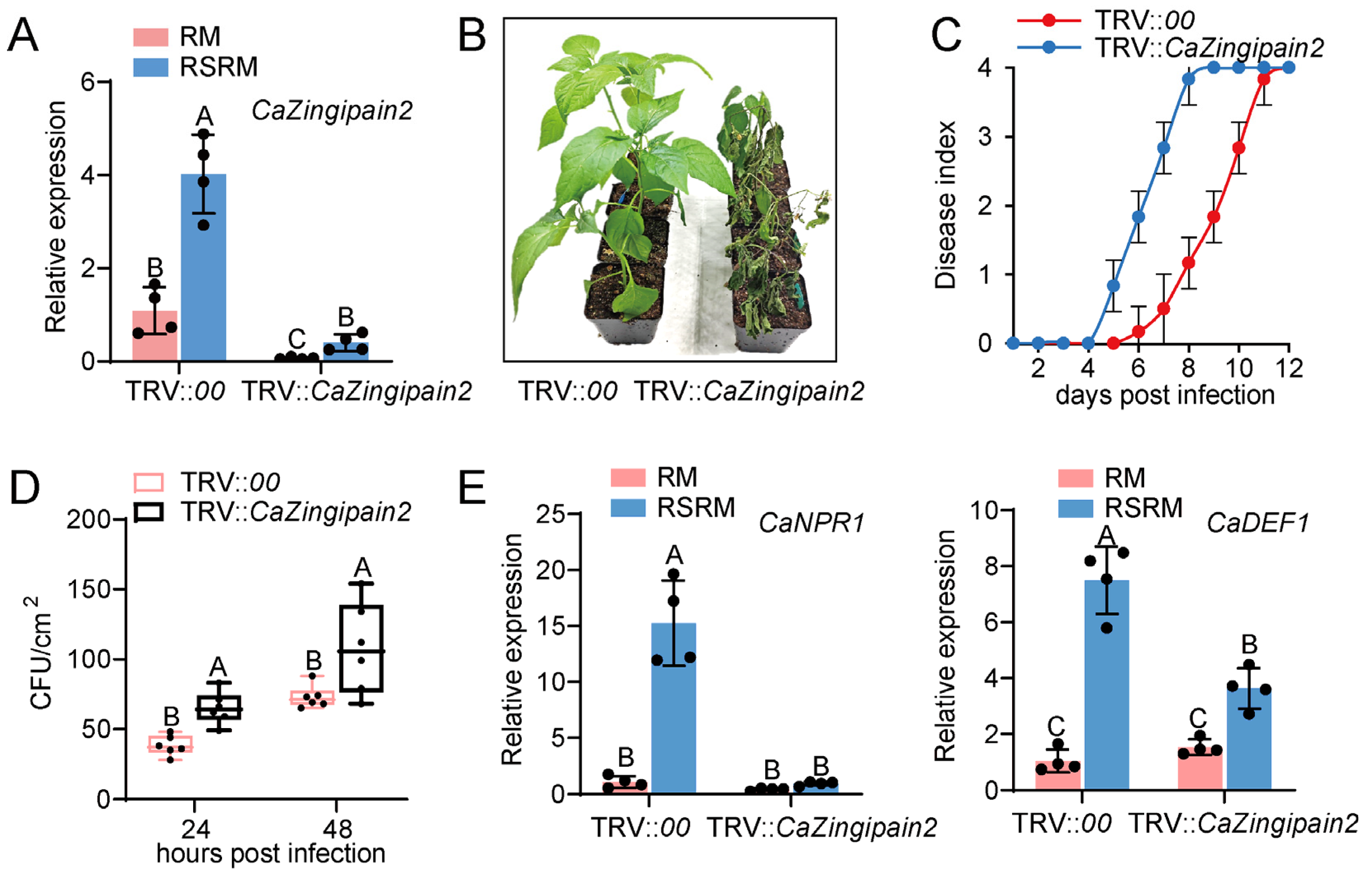 Plants 13 02552 g004