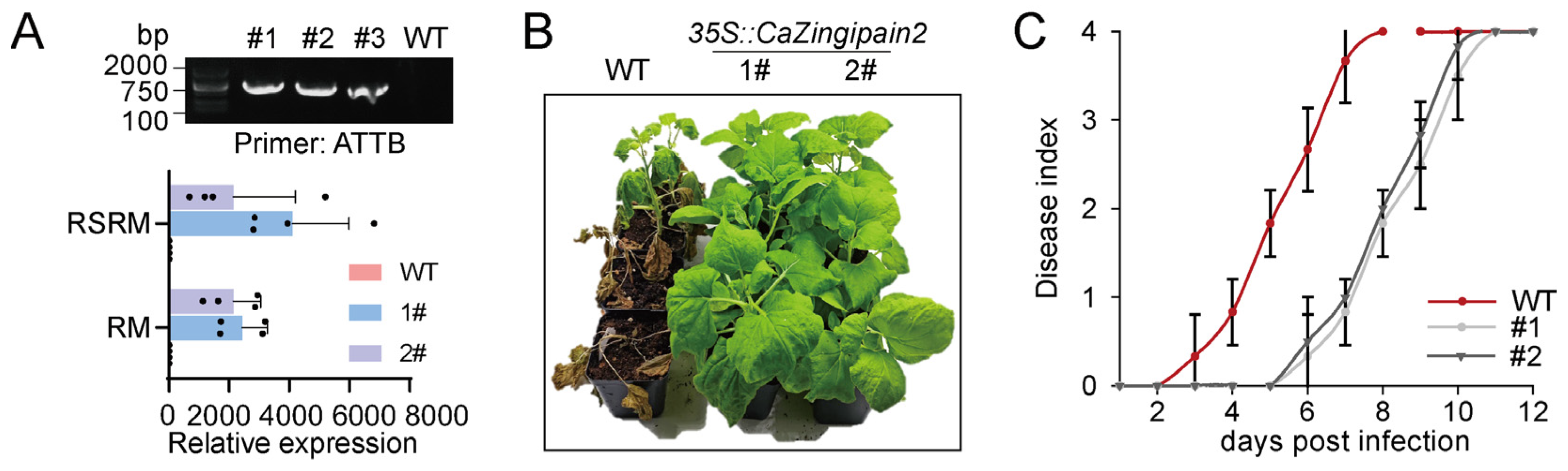 Plants 13 02552 g006