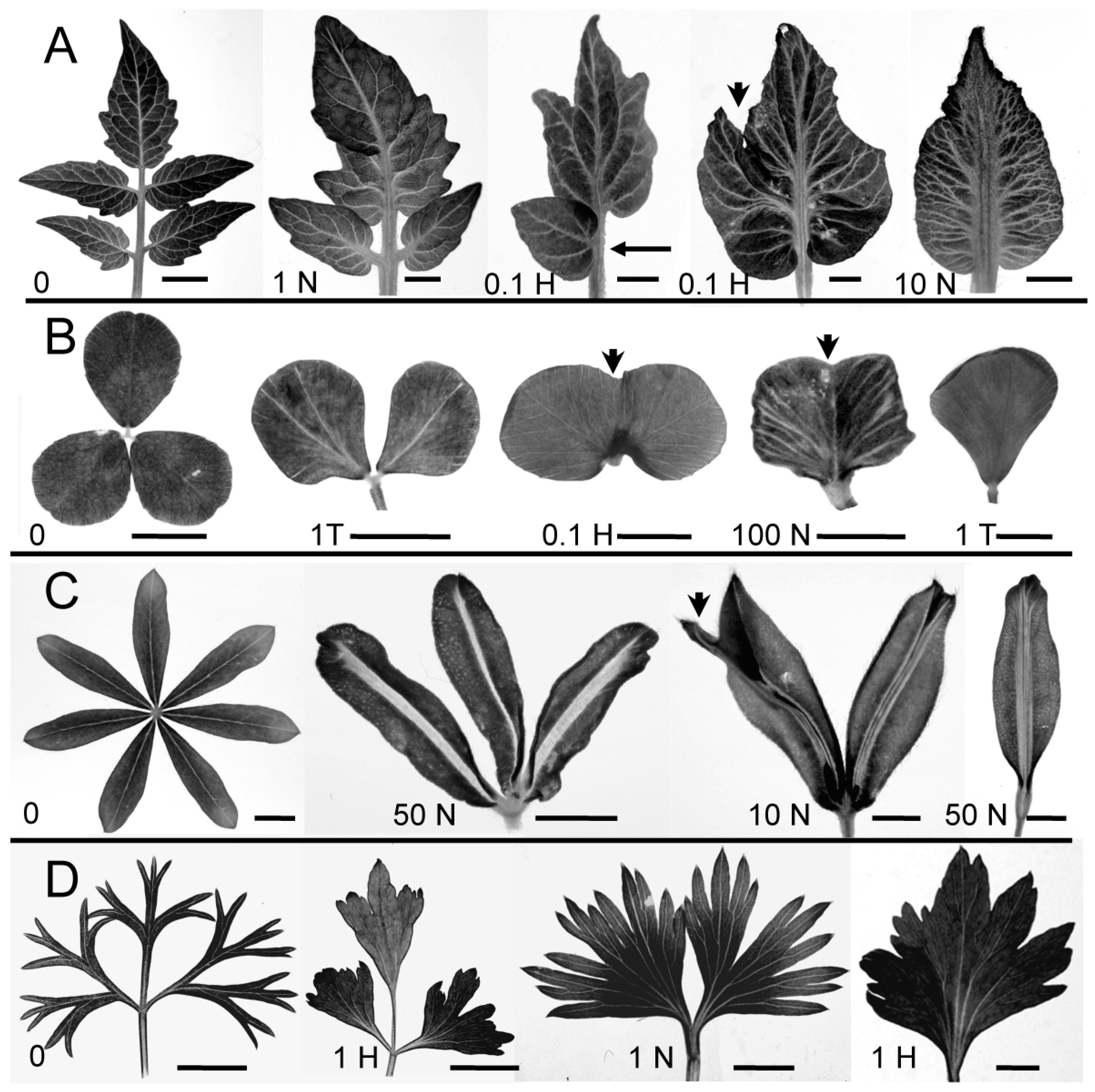 Plants 13 02566 g001