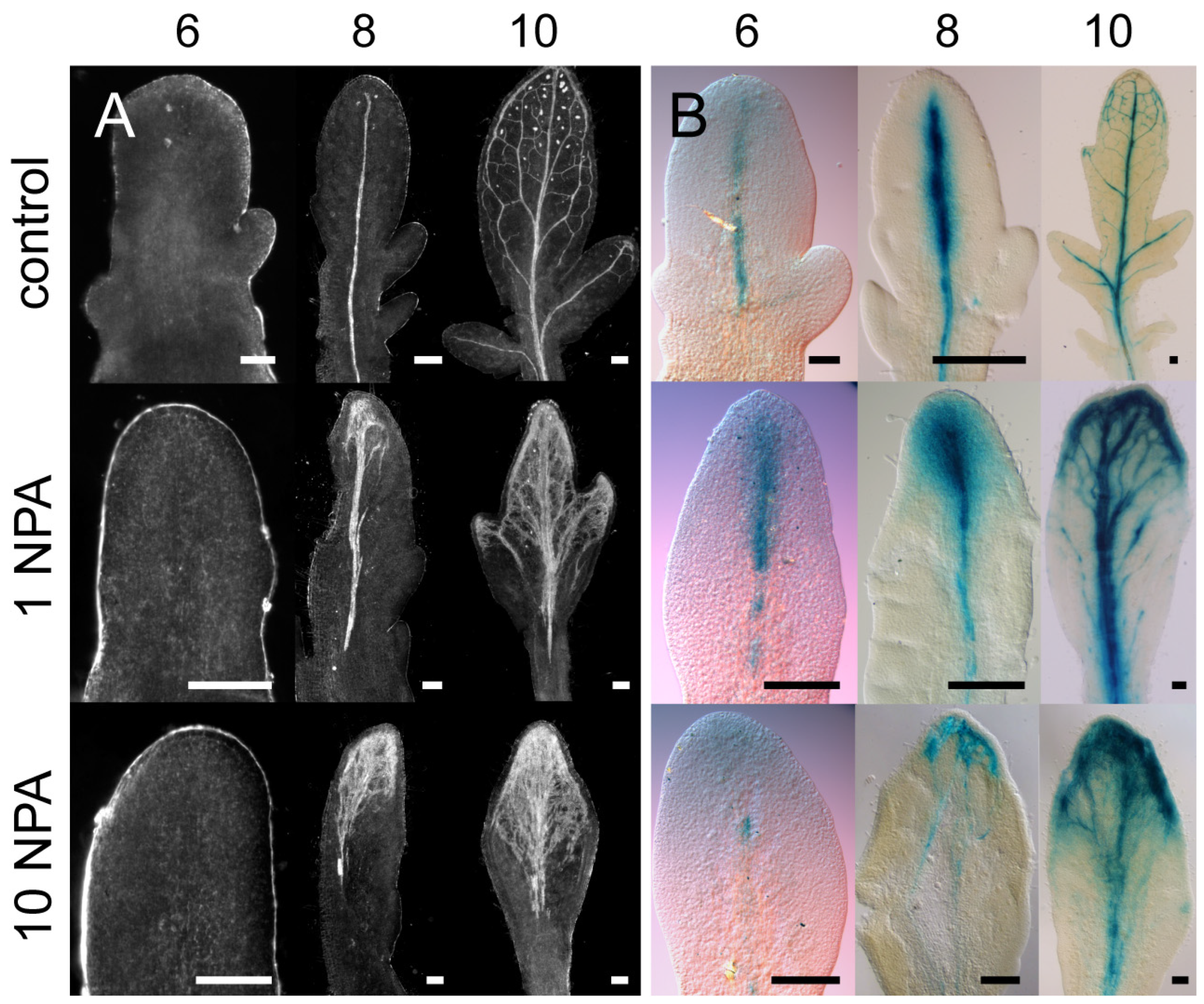 Plants 13 02566 g003