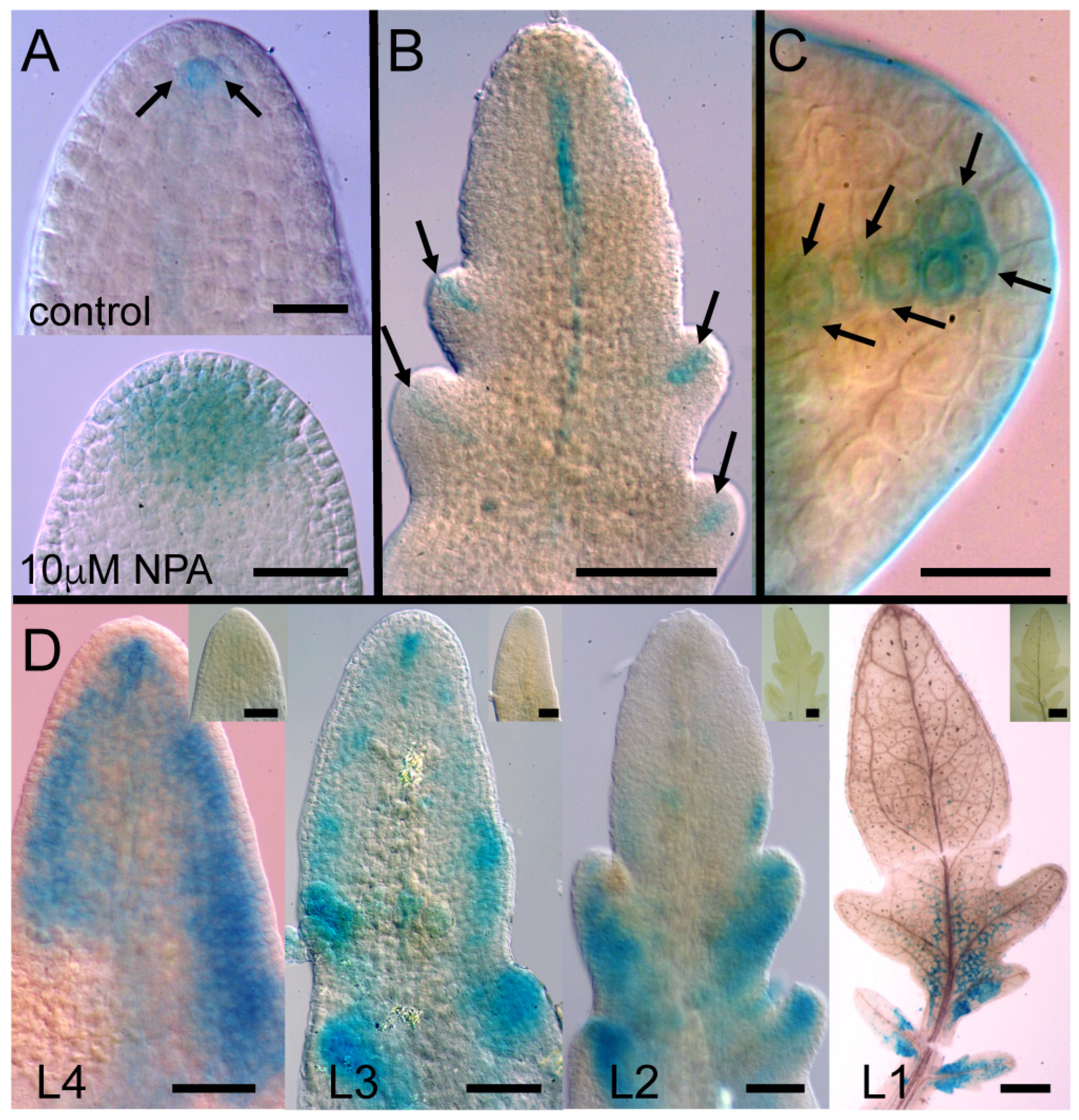 Plants 13 02566 g004