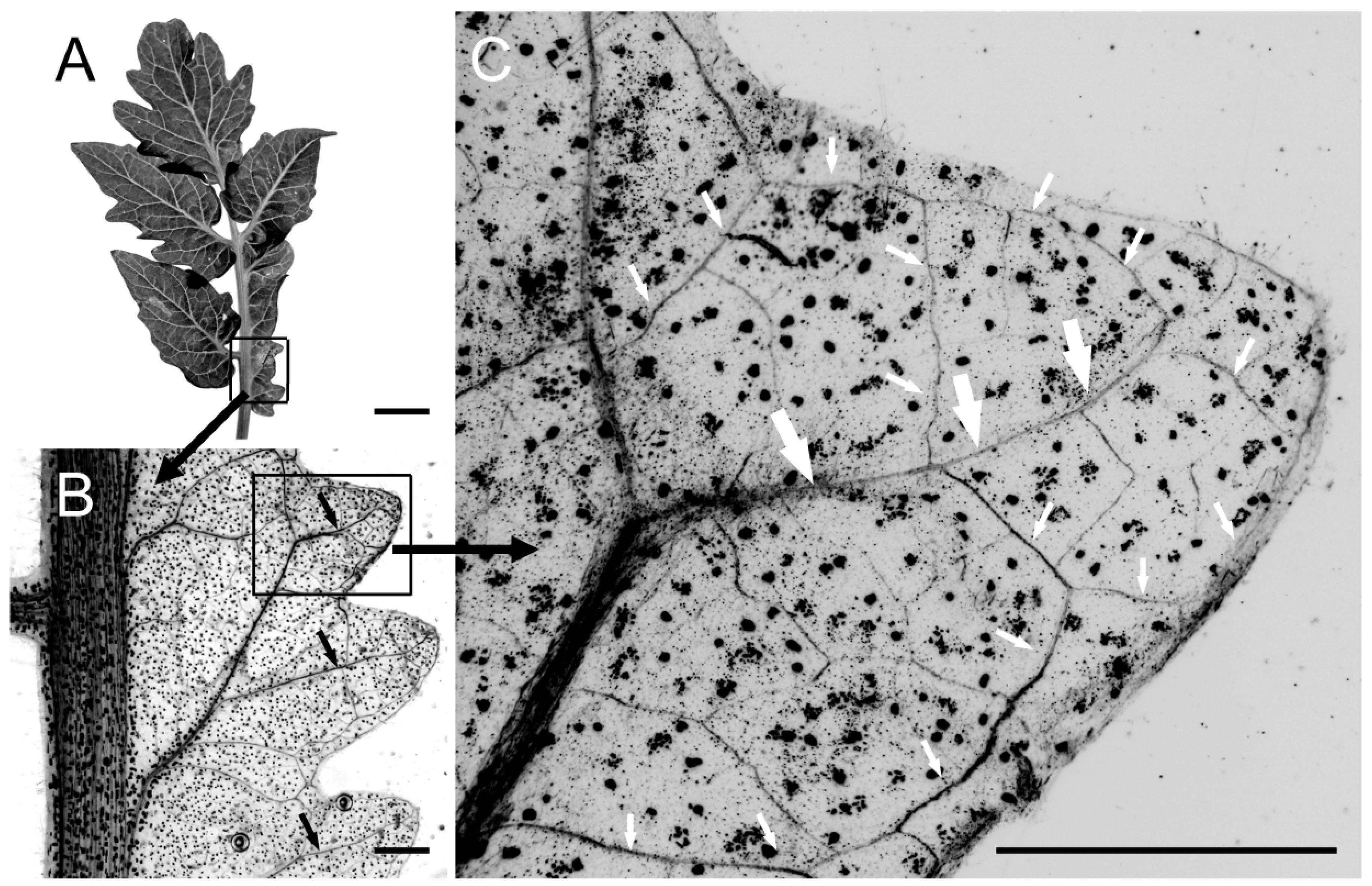 Plants 13 02566 g007