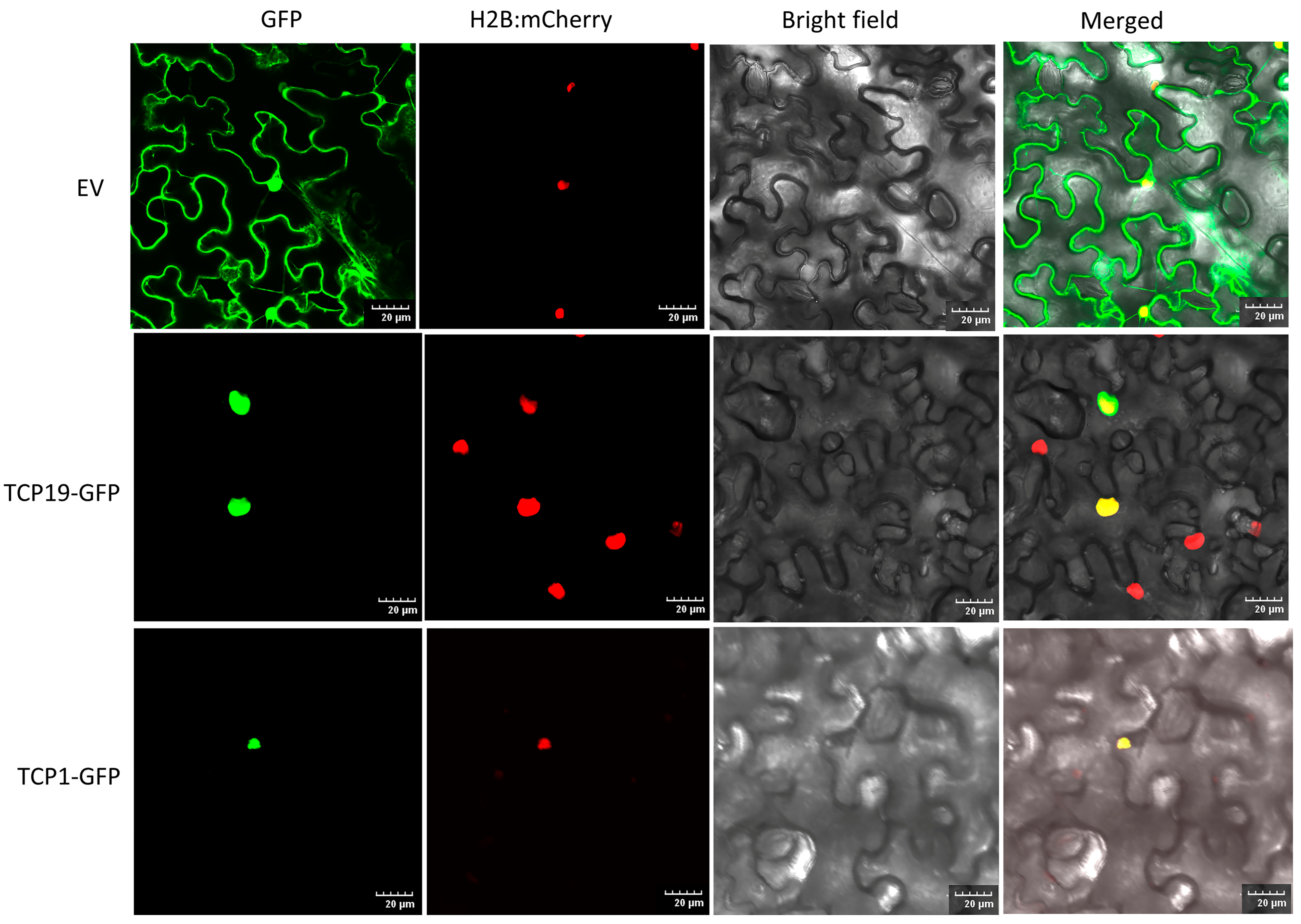 Plants 13 02568 g011