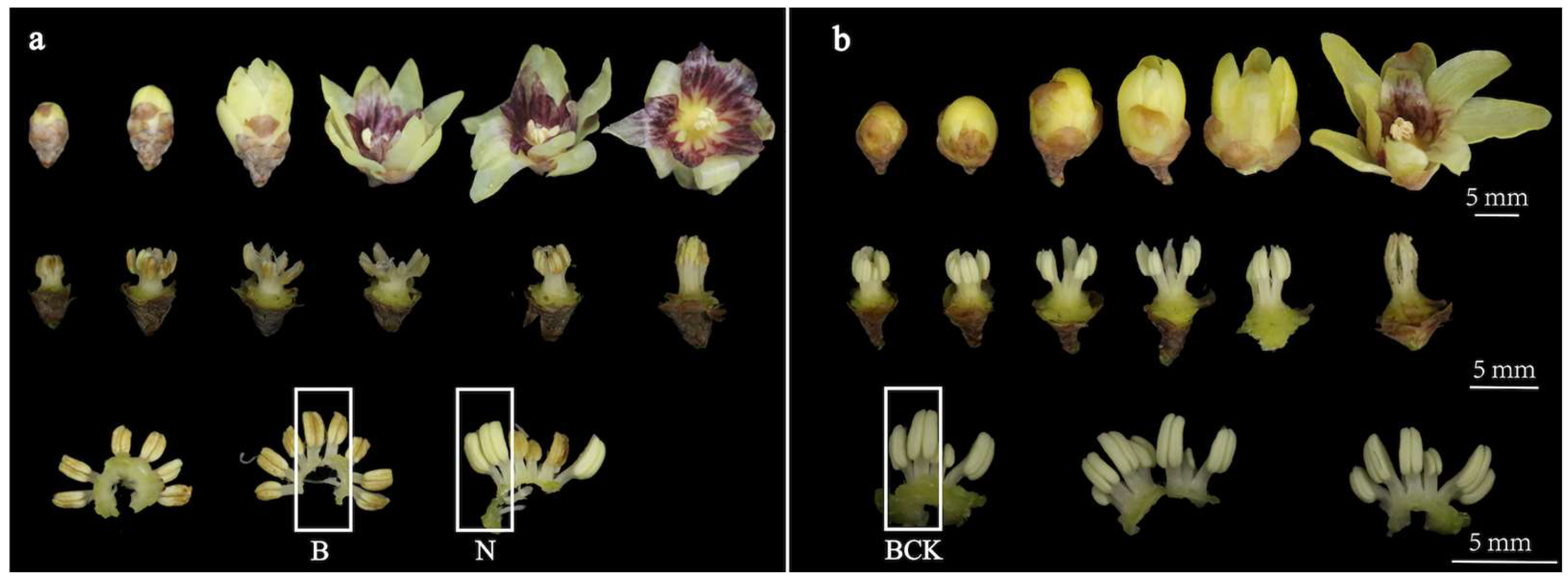 Plants 13 02571 g001