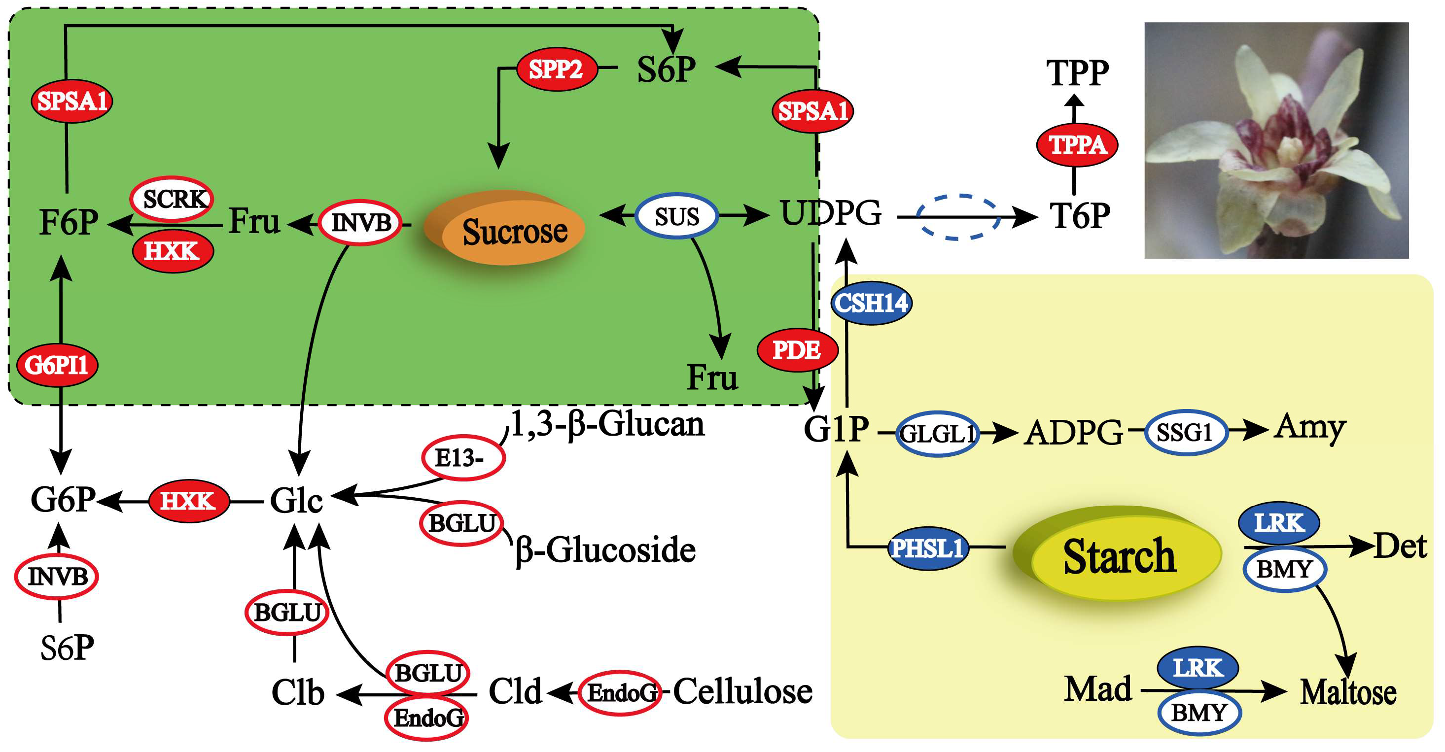 Plants 13 02571 g008