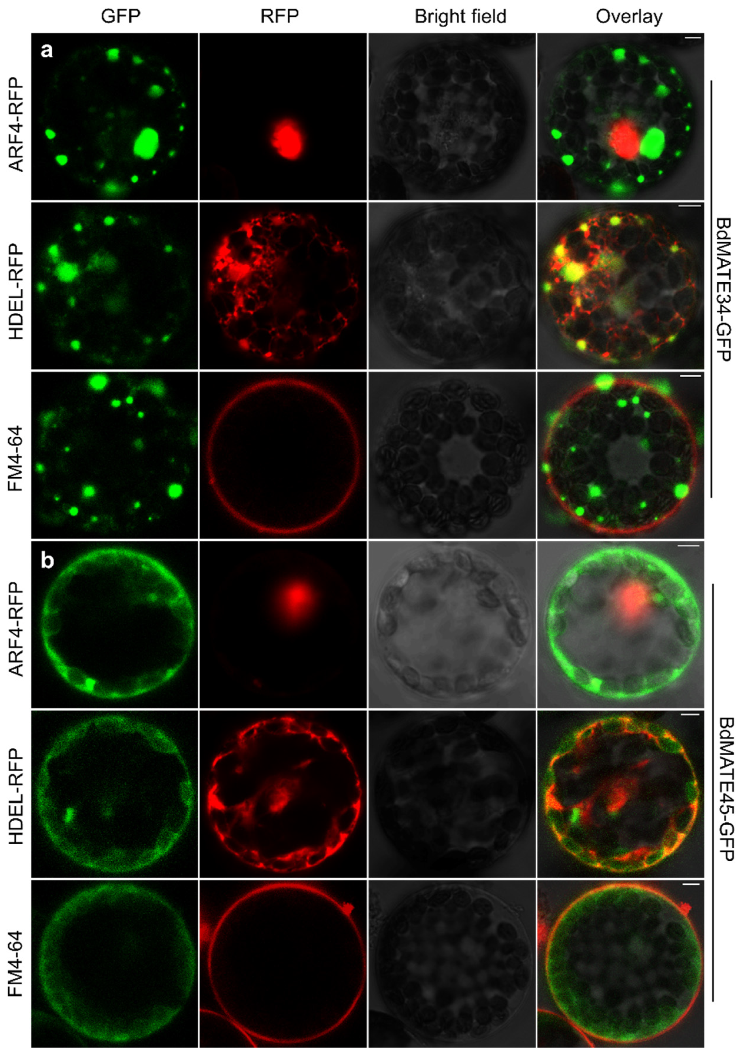 Plants 13 02586 g009 Plants 13 02586 g009