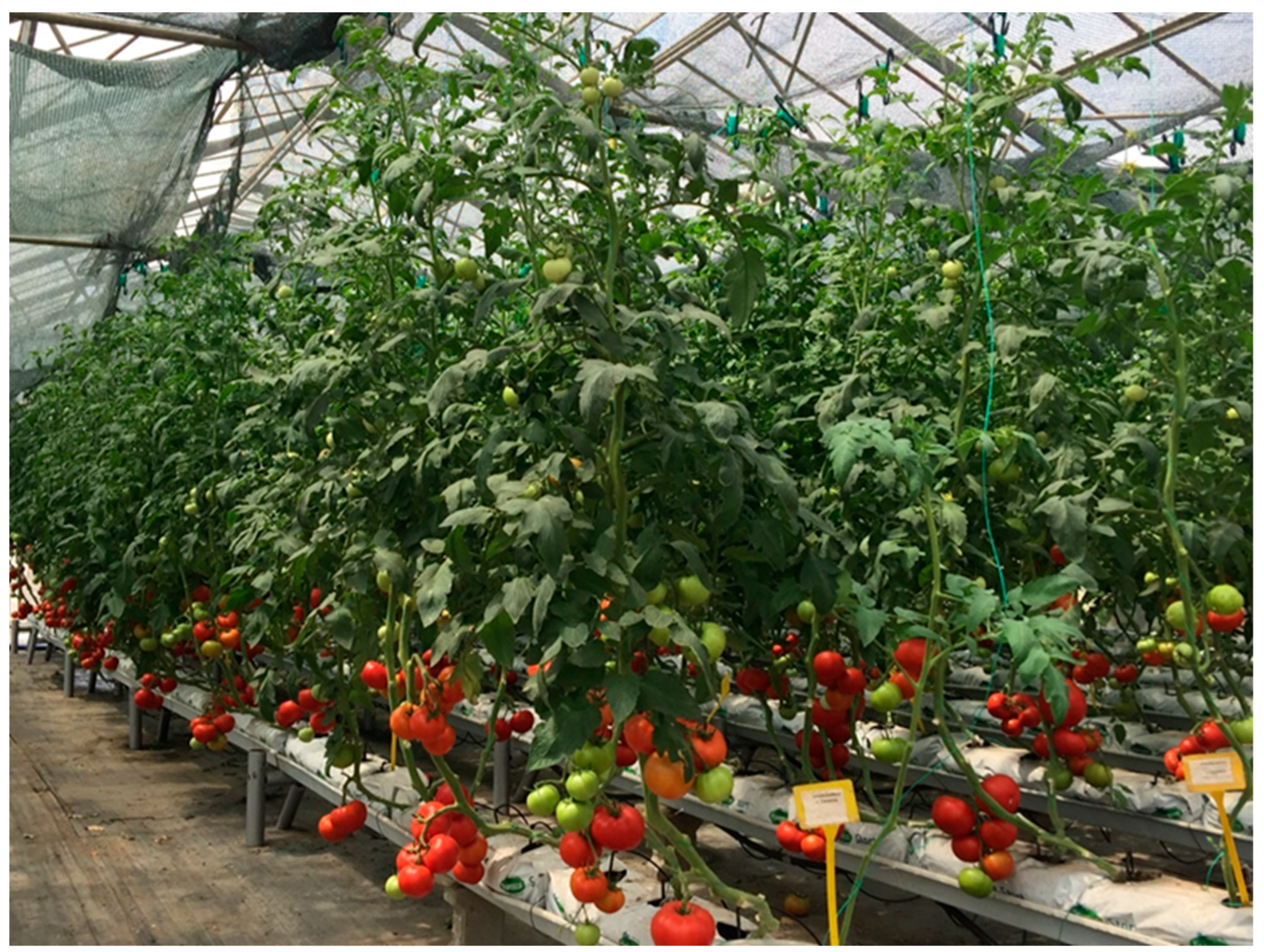 Plants 13 02587 g002