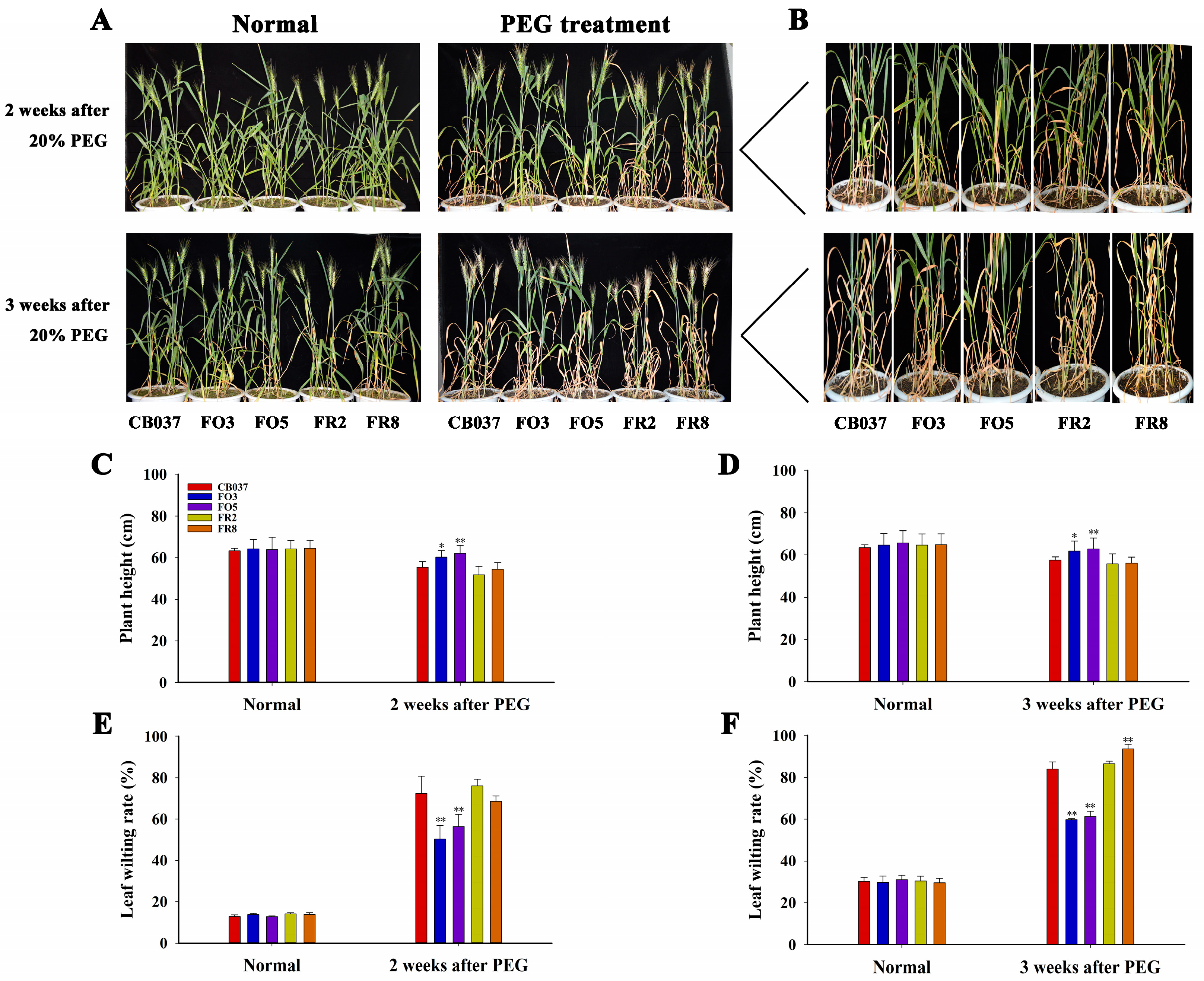 Plants 13 02588 g002