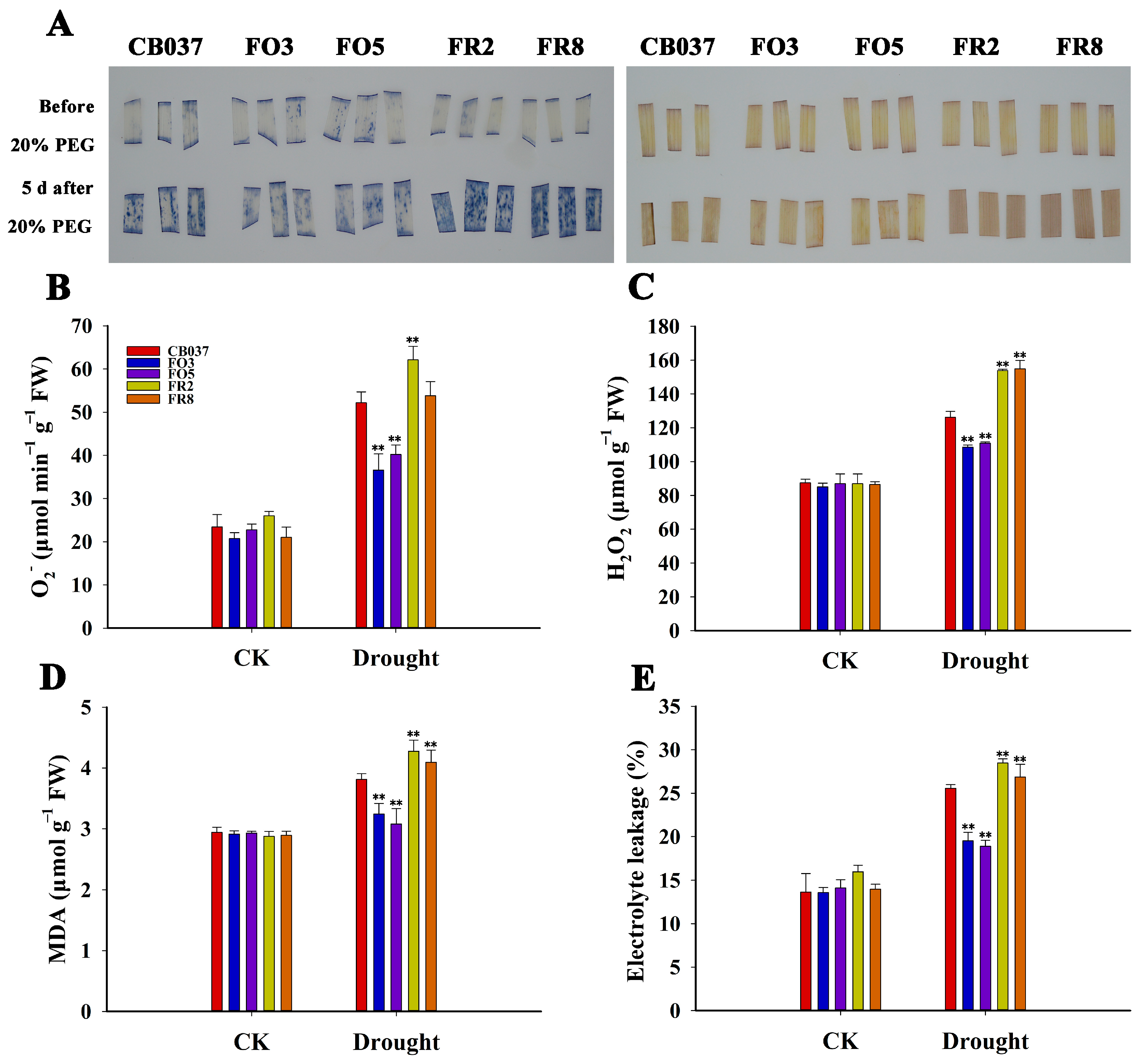 Plants 13 02588 g005