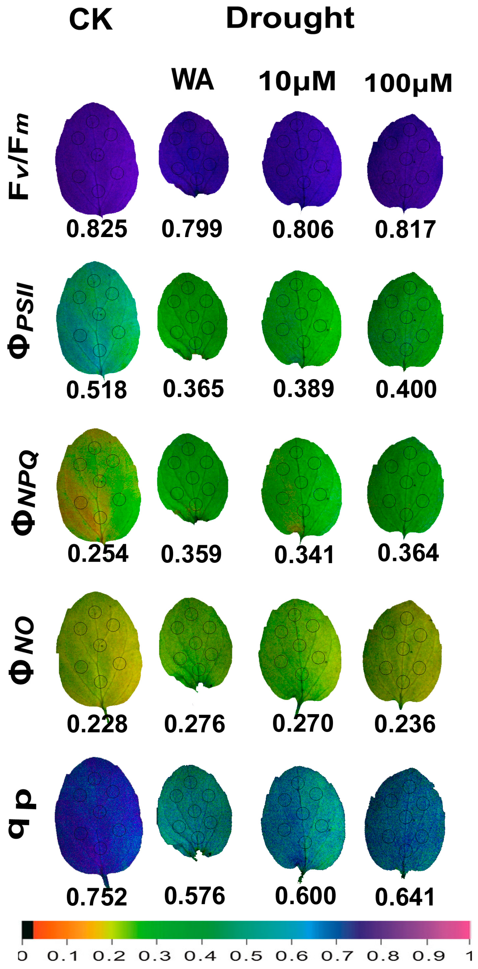 Plants 13 02590 g007