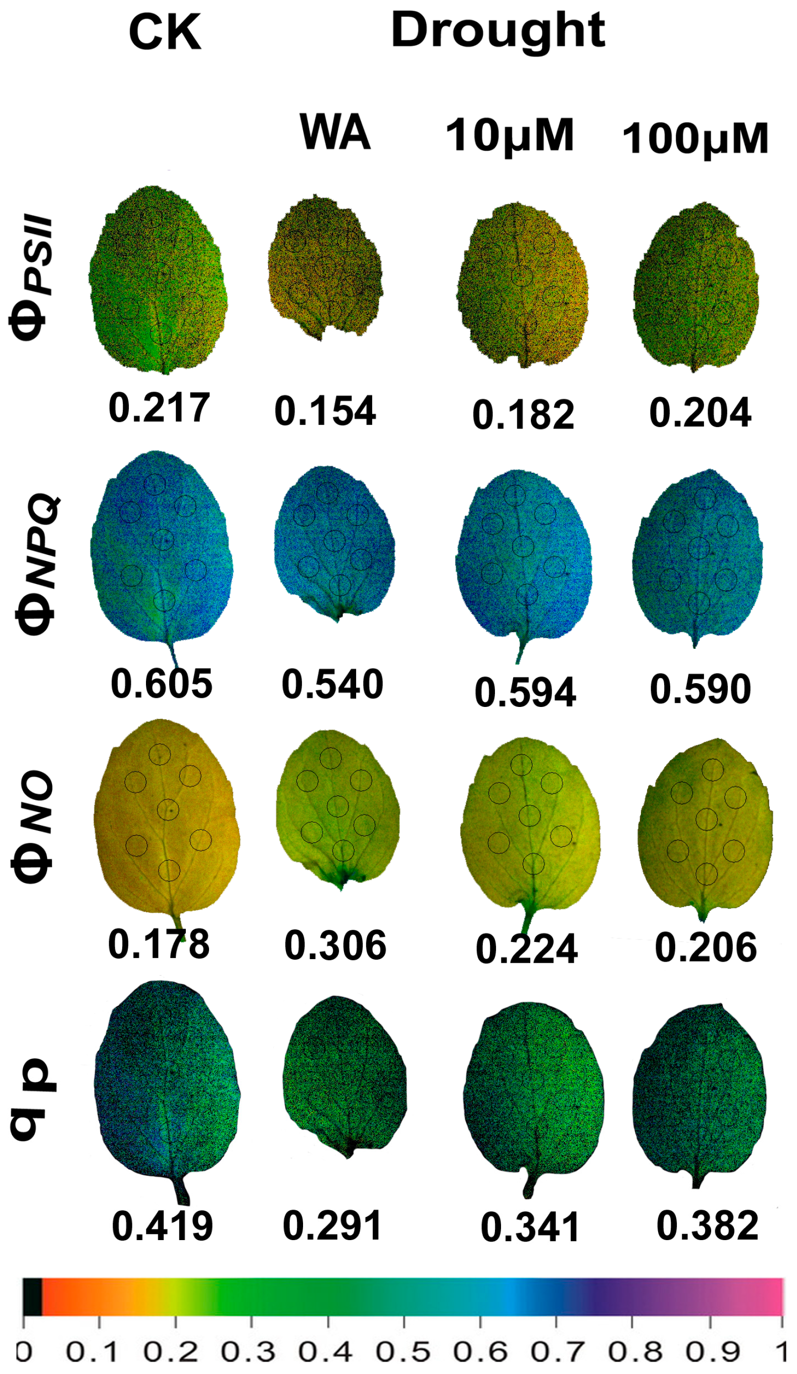 Plants 13 02590 g008