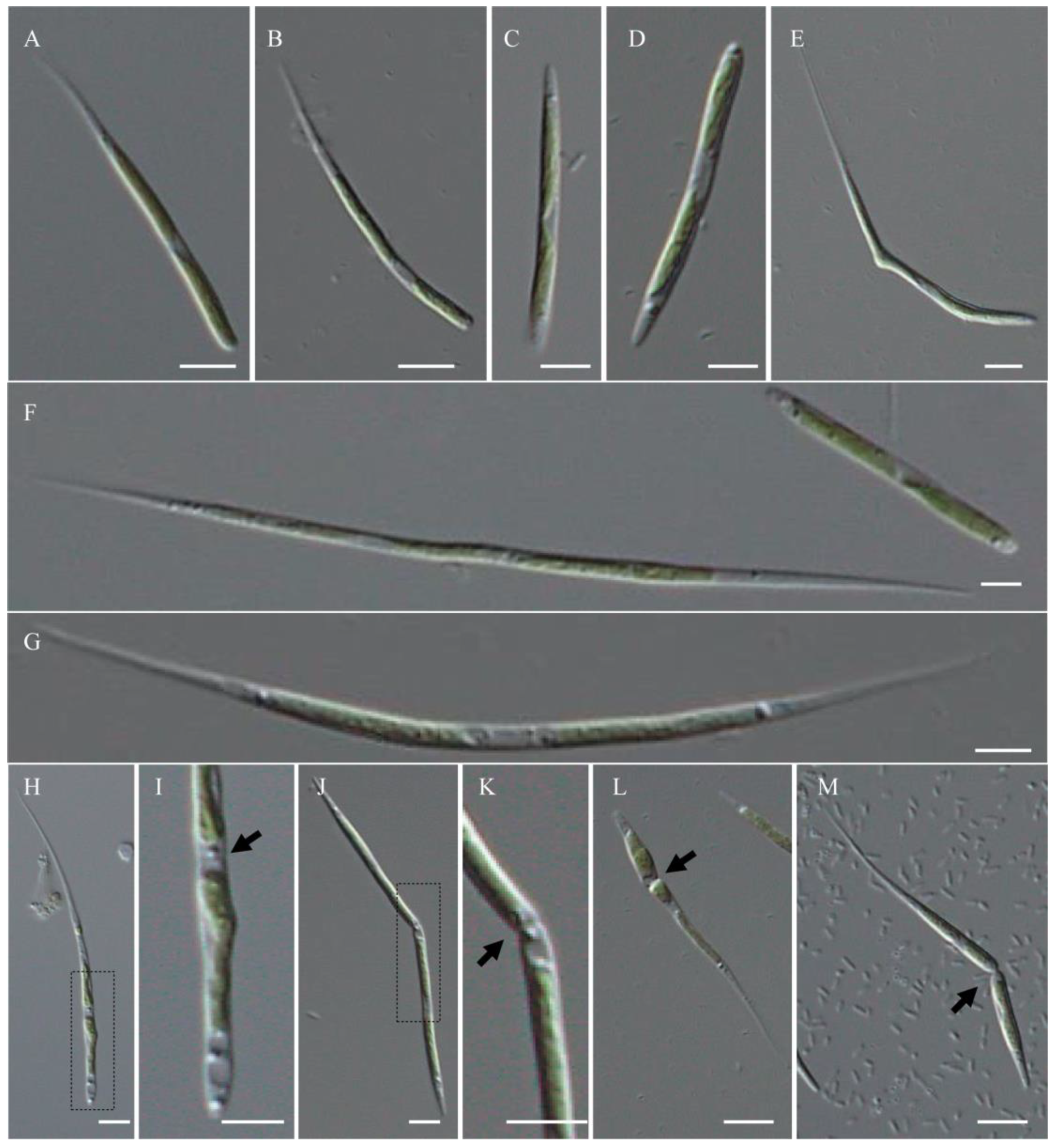 Plants 13 02604 g001