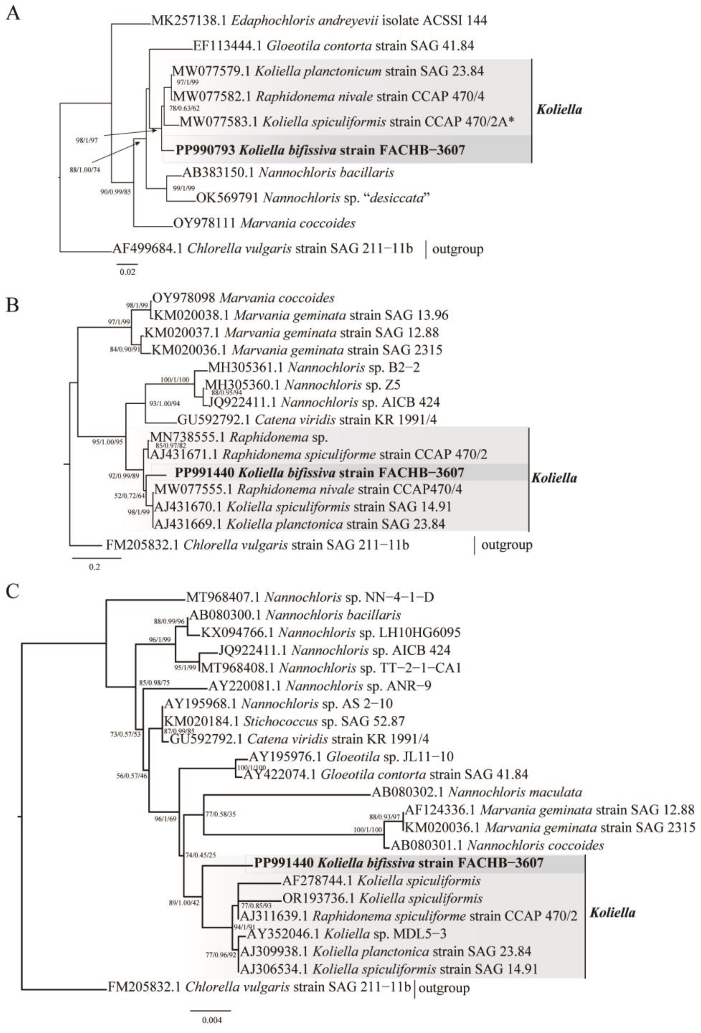 Plants 13 02604 g002