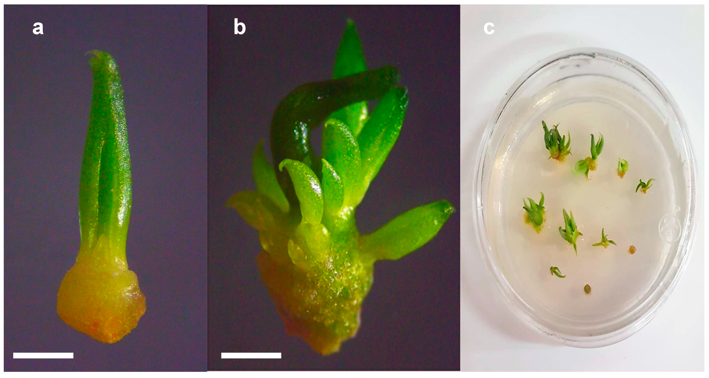 Plants 13 02609 g004