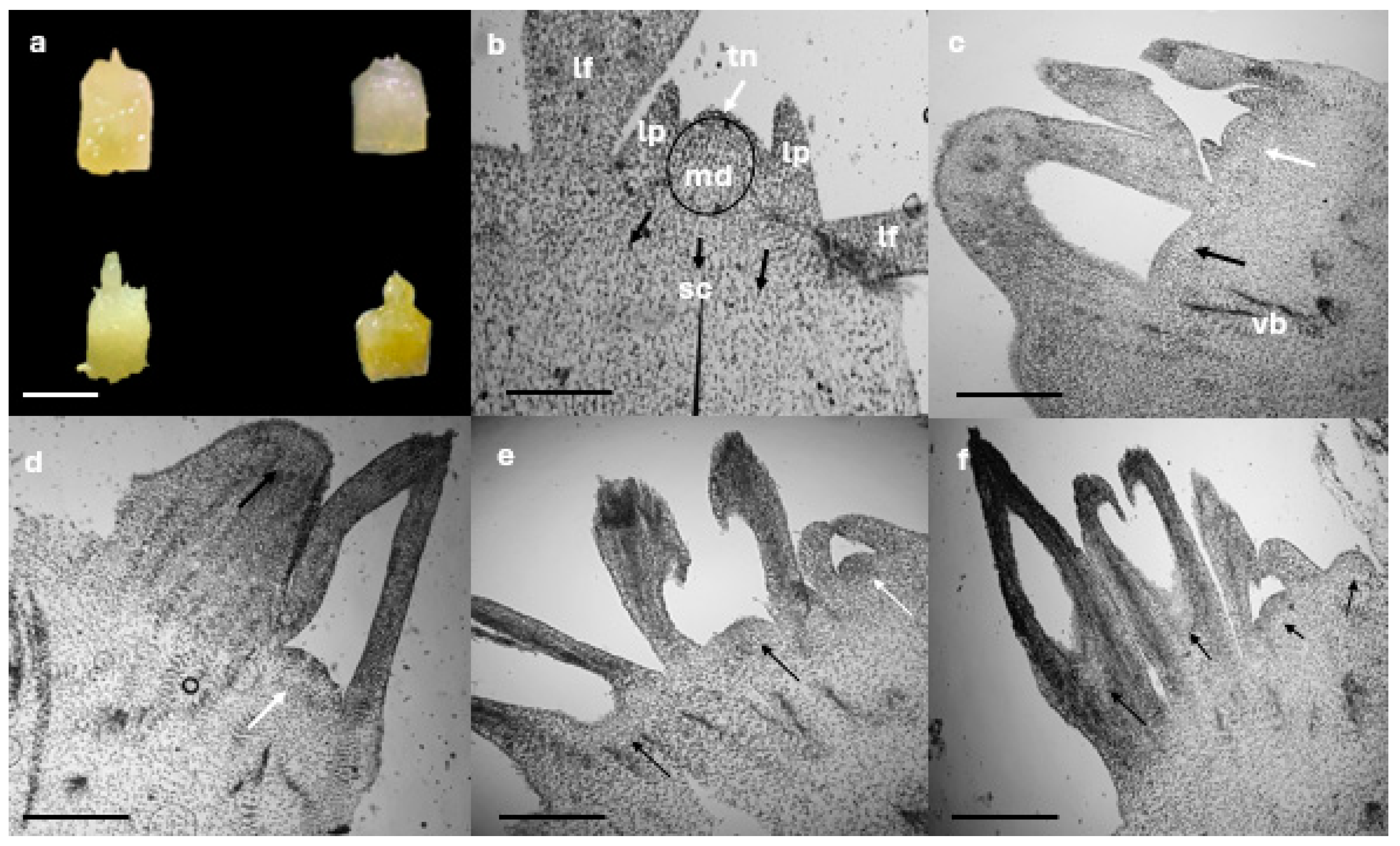 Plants 13 02609 g005