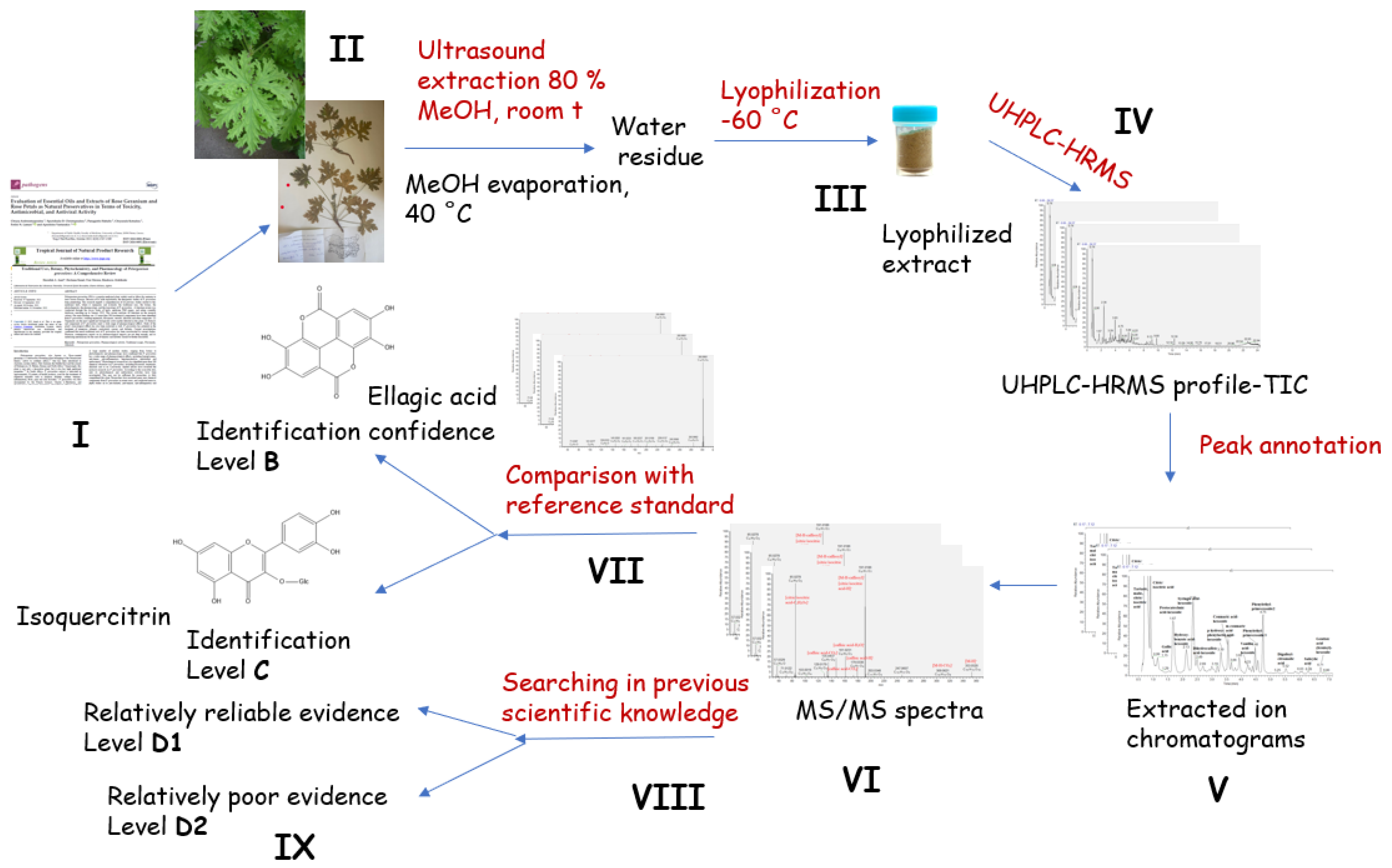 Plants 13 02612 g001