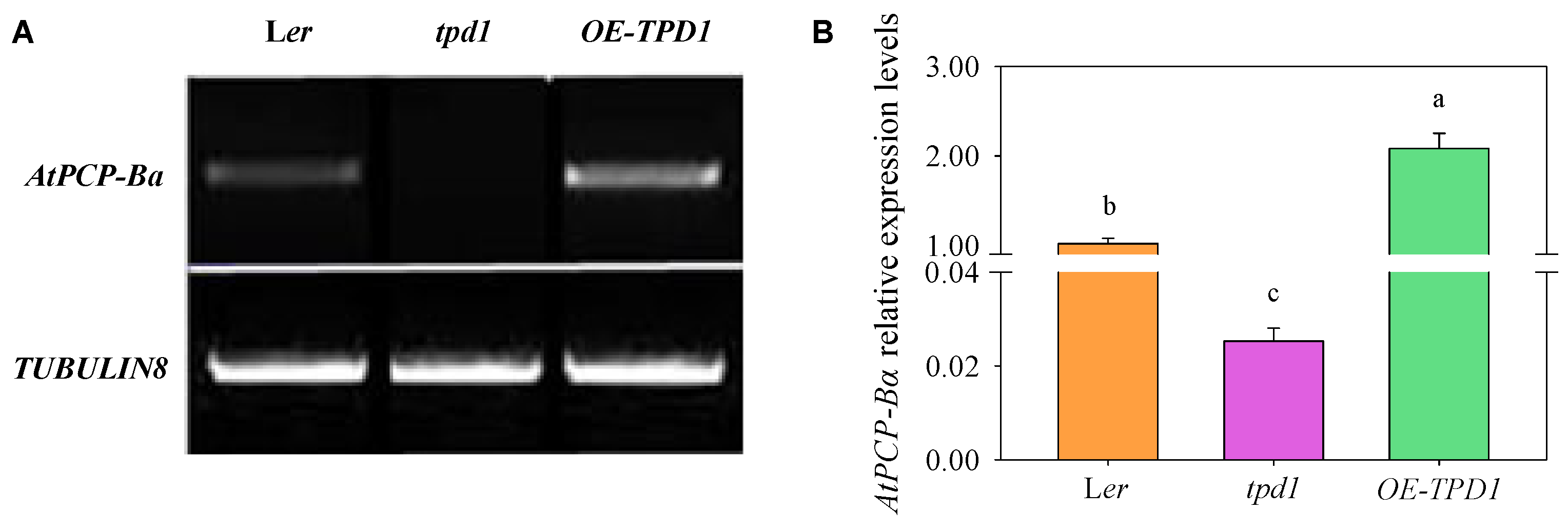 Plants 13 02614 g002