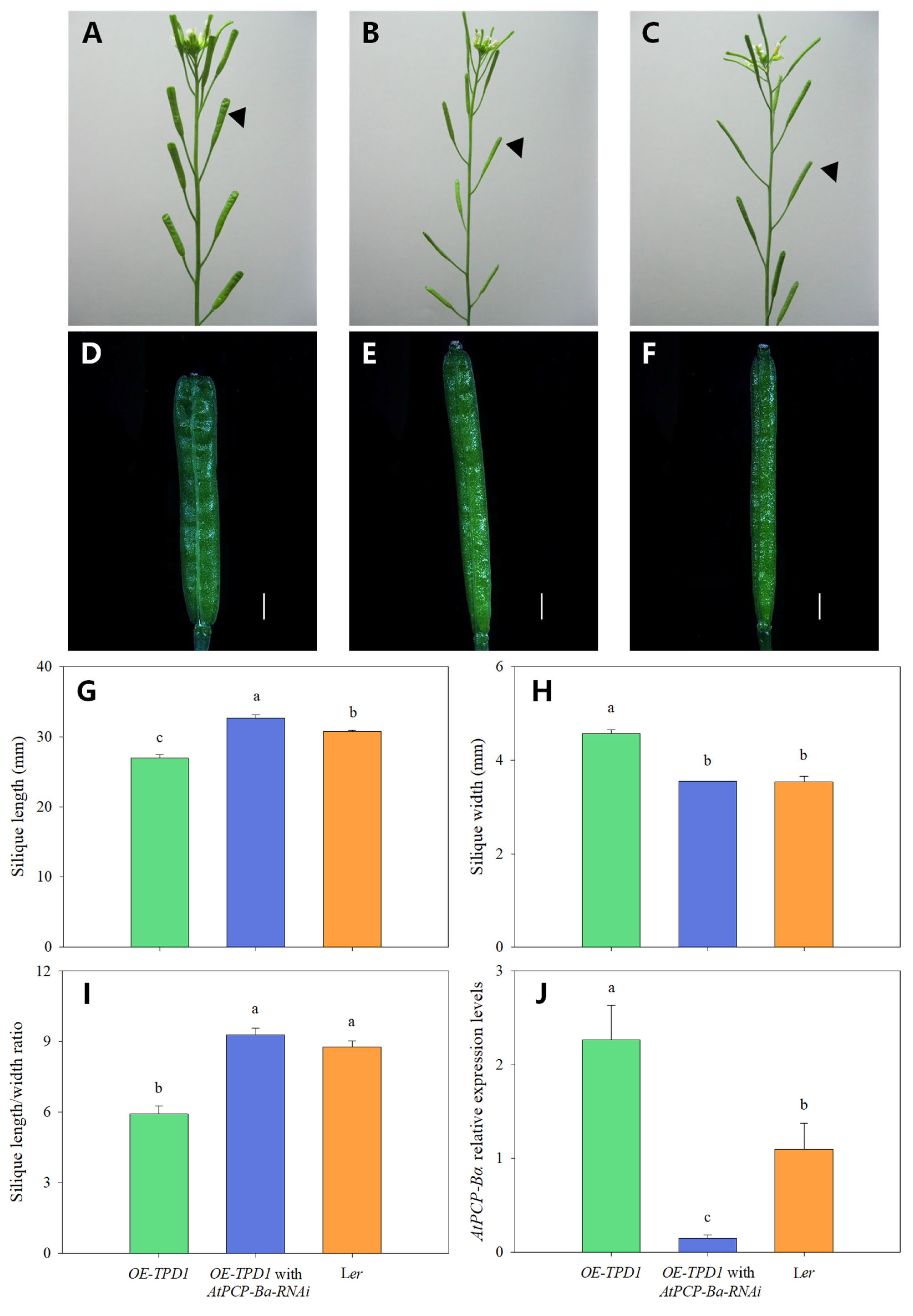Plants 13 02614 g004