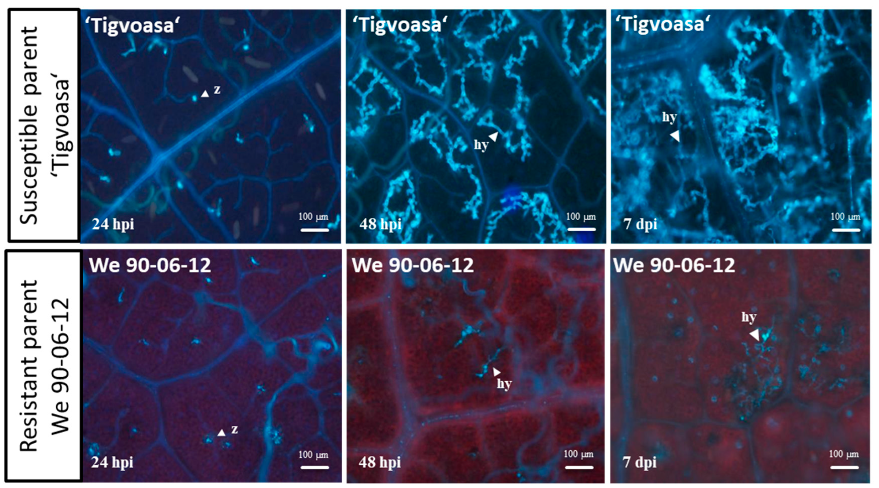 Plants 13 02624 g001
