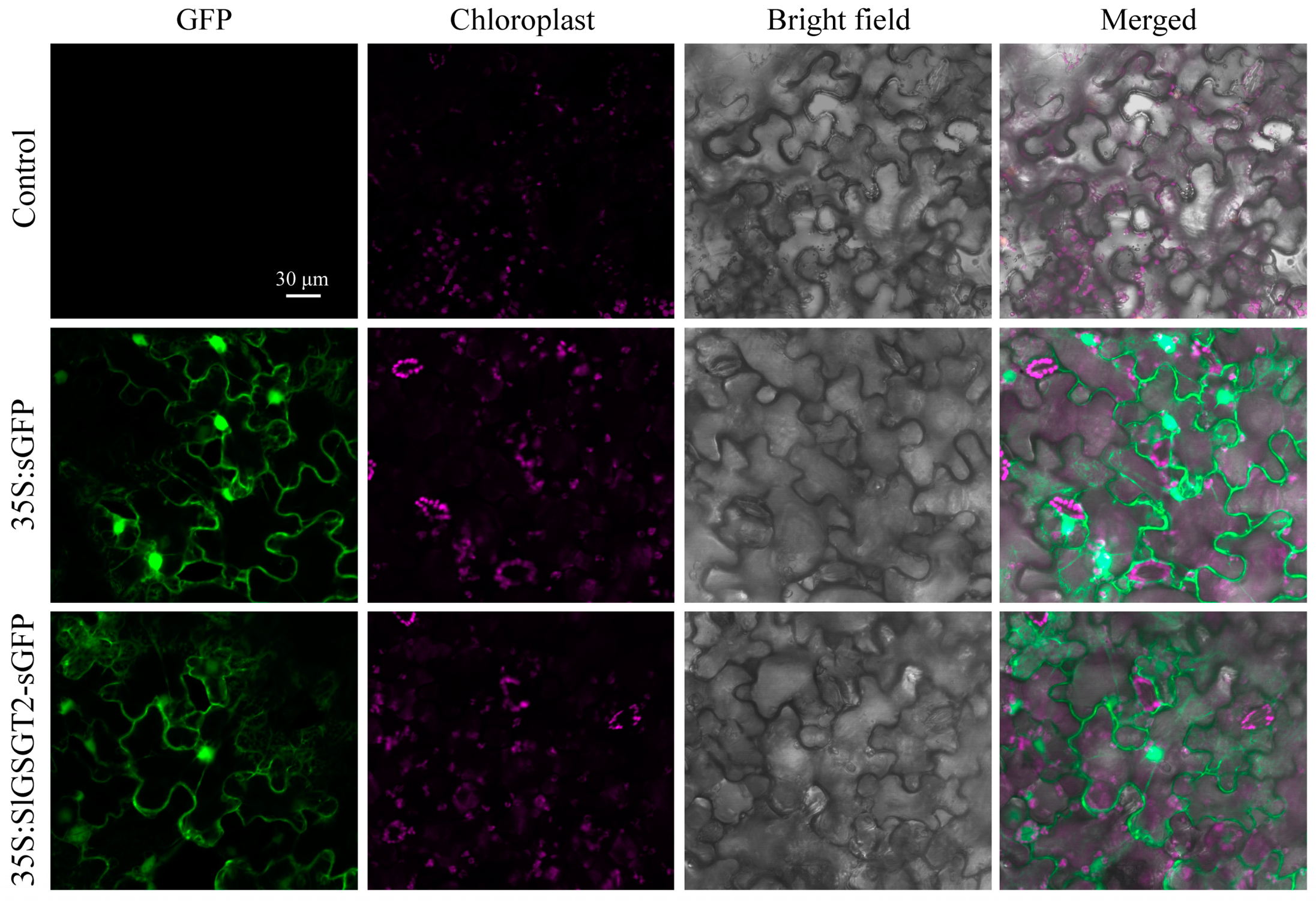 Plants 13 02650 g002 Plants 13 02650 g002