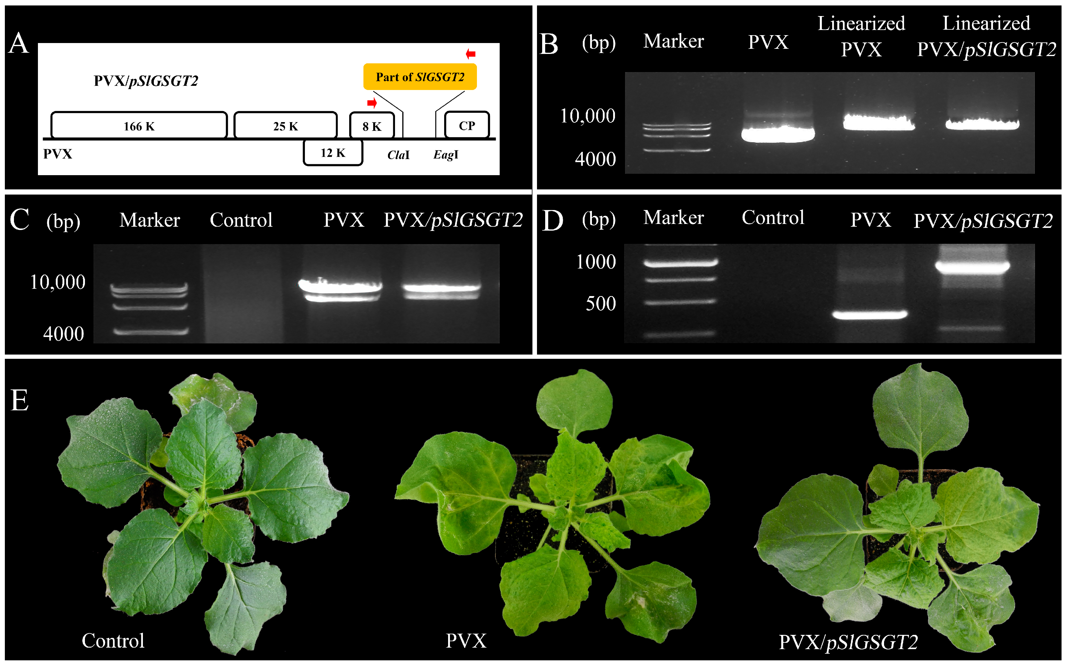 Plants 13 02650 g003 Plants 13 02650 g003