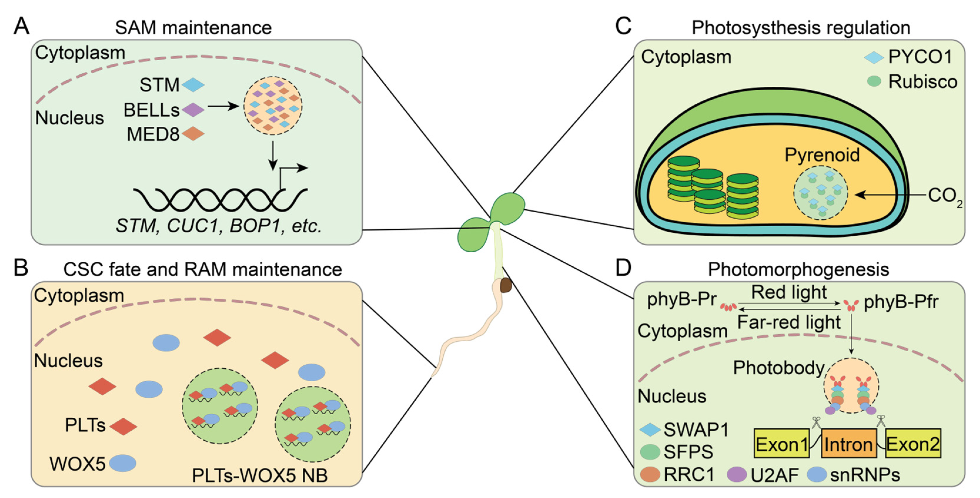 Plants 13 02666 g002