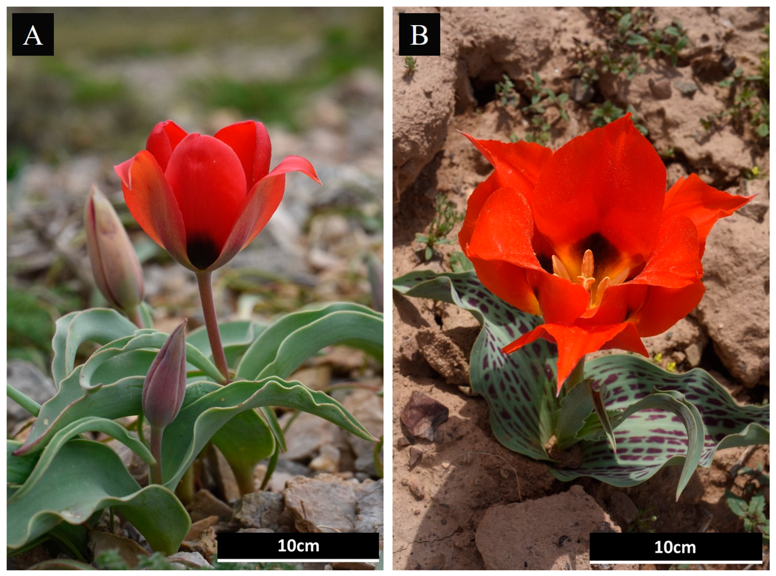 Plants 13 02667 g005