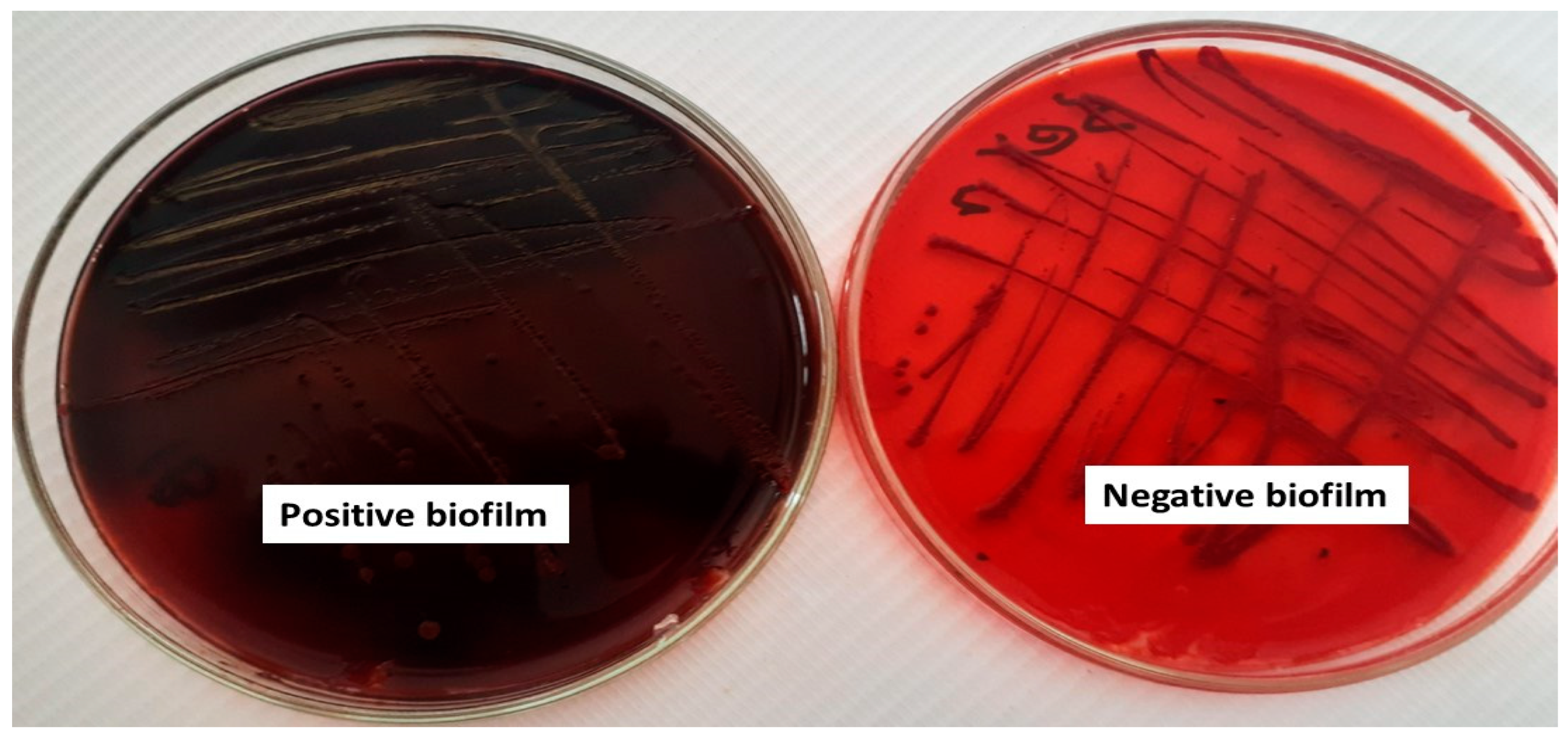 Plants 13 02669 g002