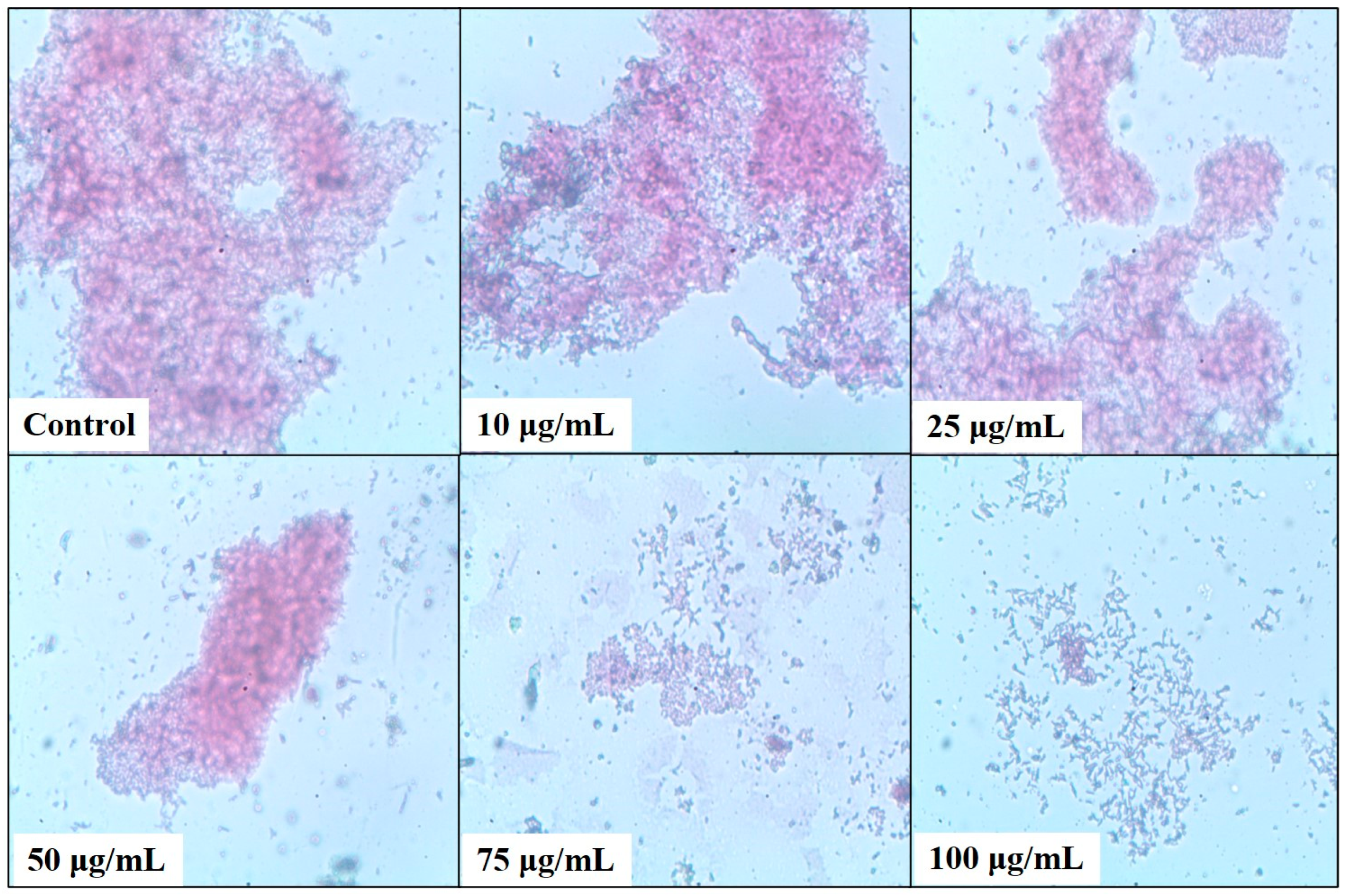 Plants 13 02669 g007