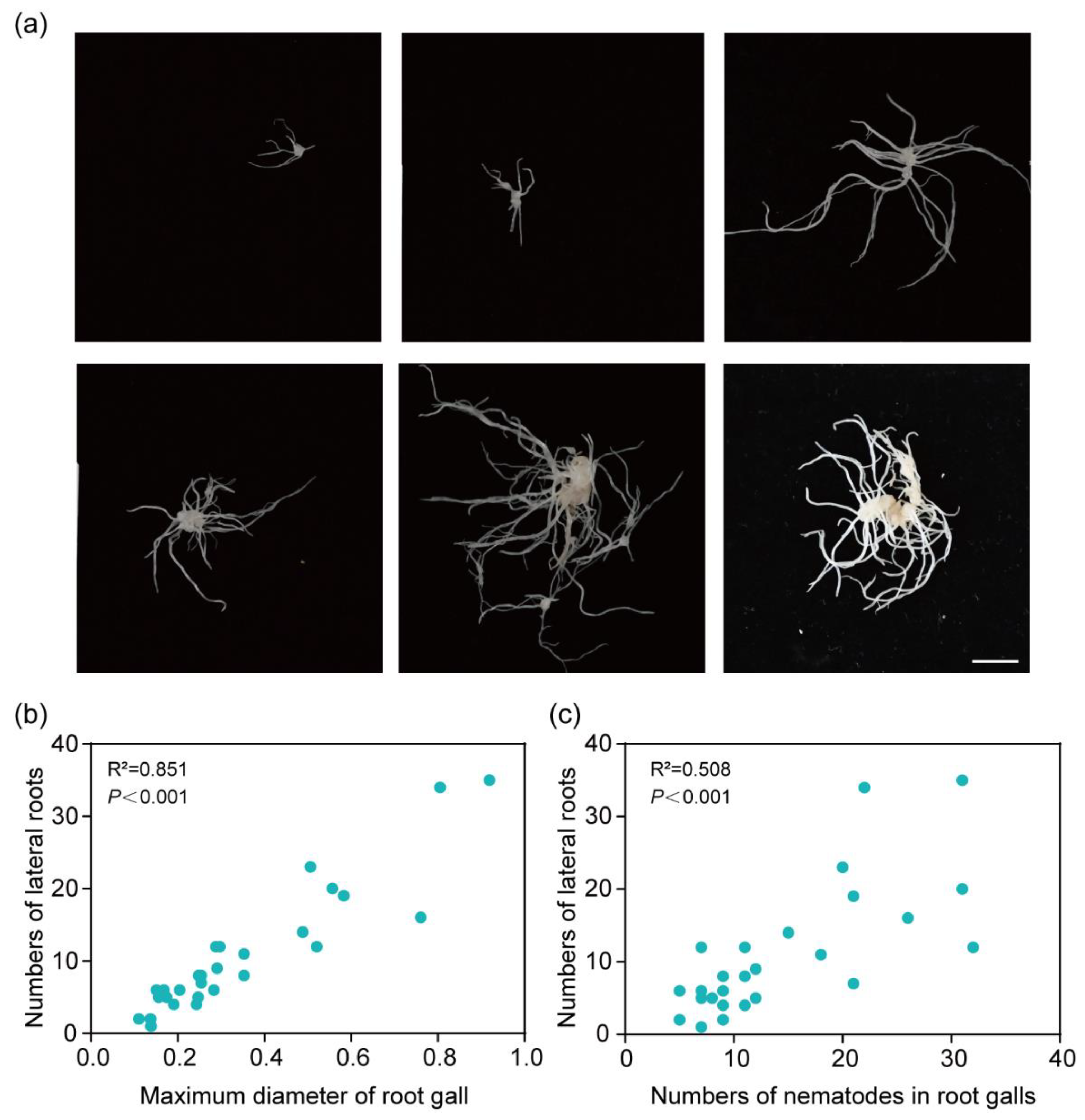 Plants 13 02679 g002