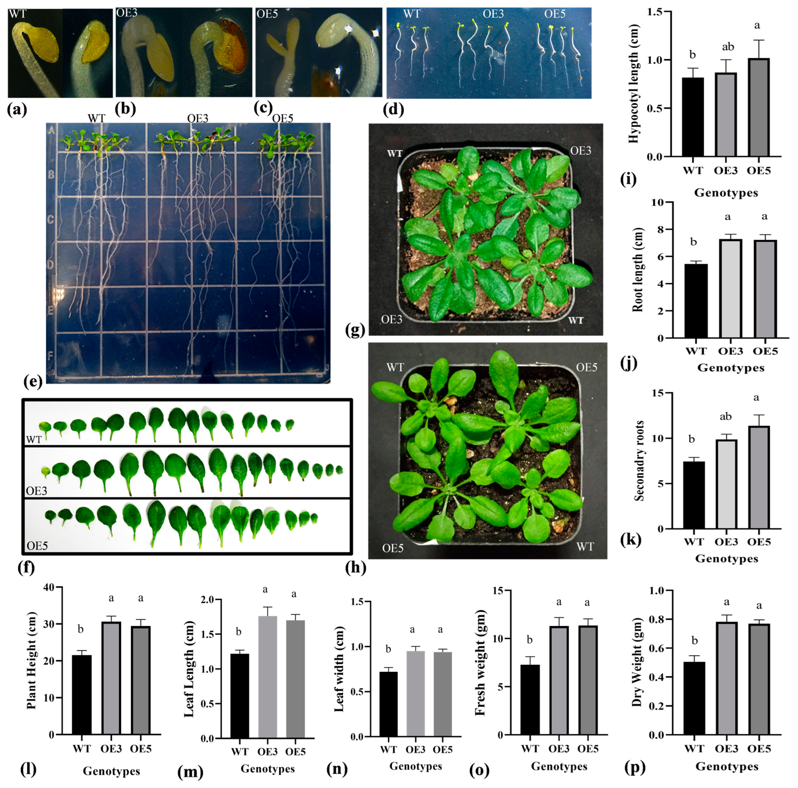 Plants 13 02684 g004