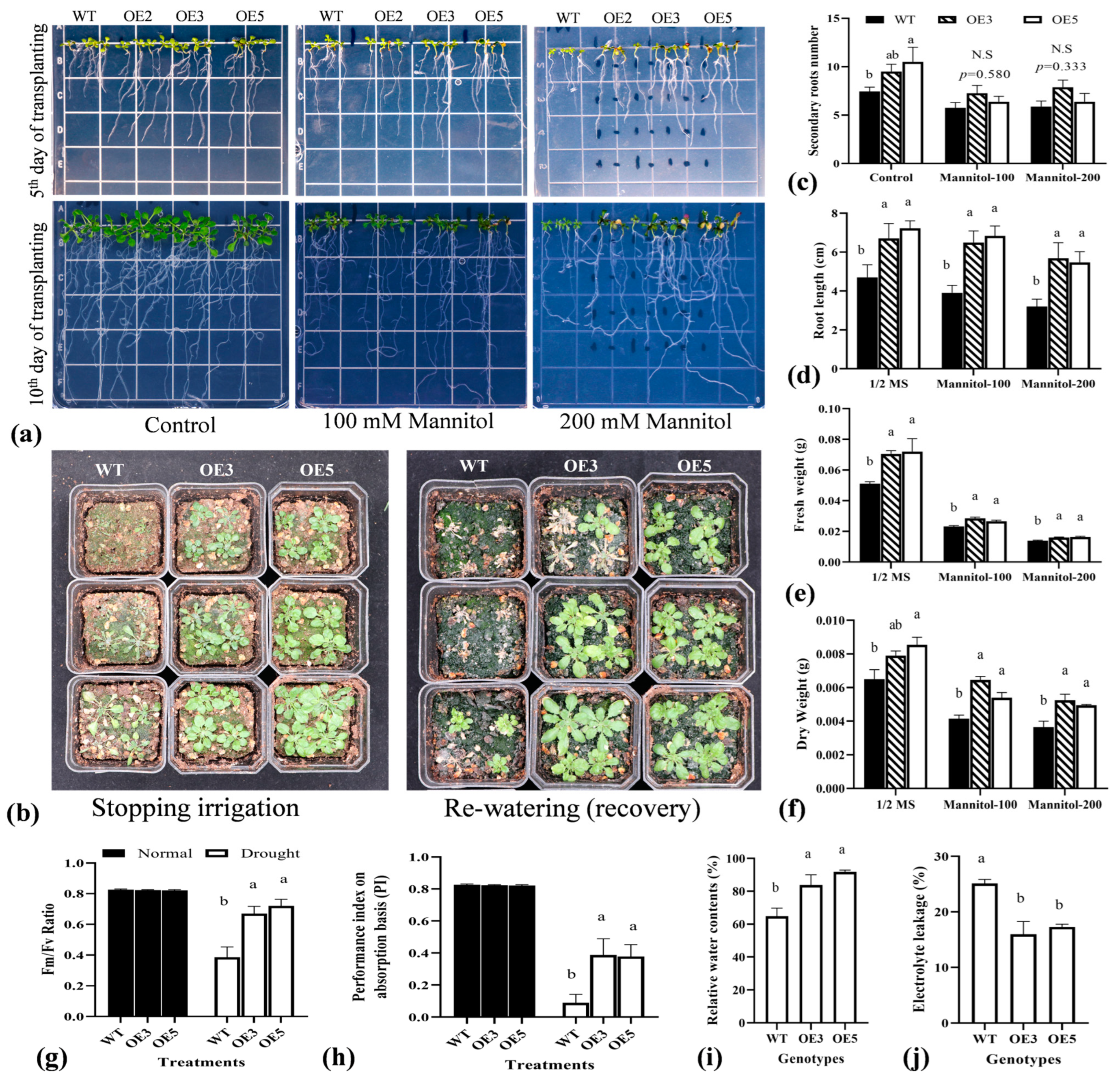 Plants 13 02684 g005