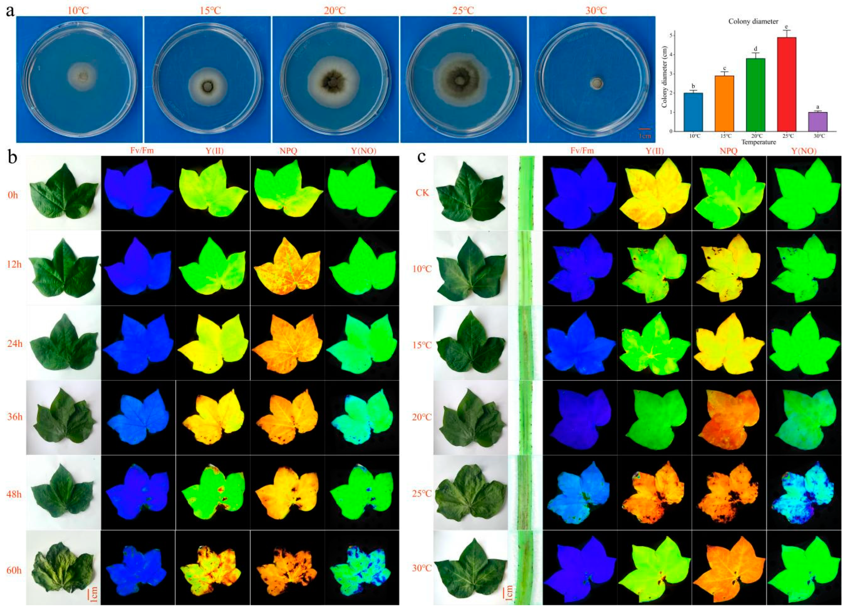 Plants 13 02688 g001