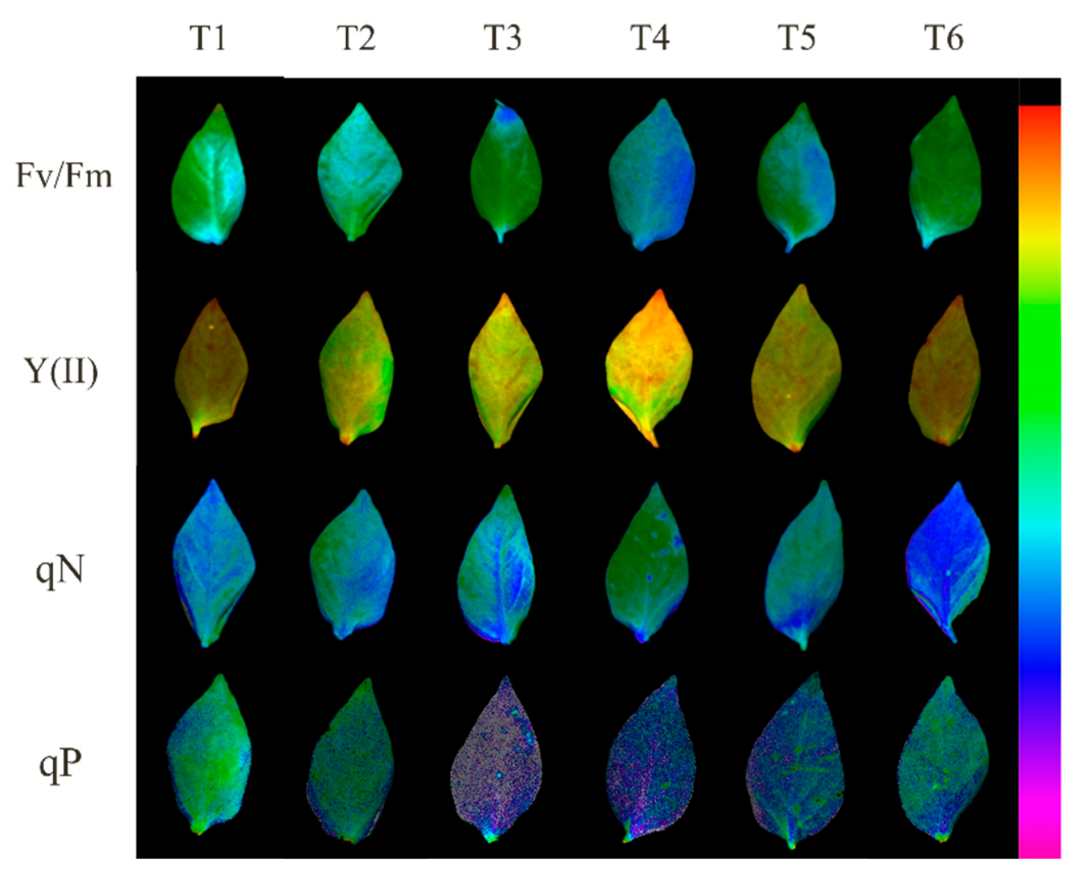Plants 13 02694 g005