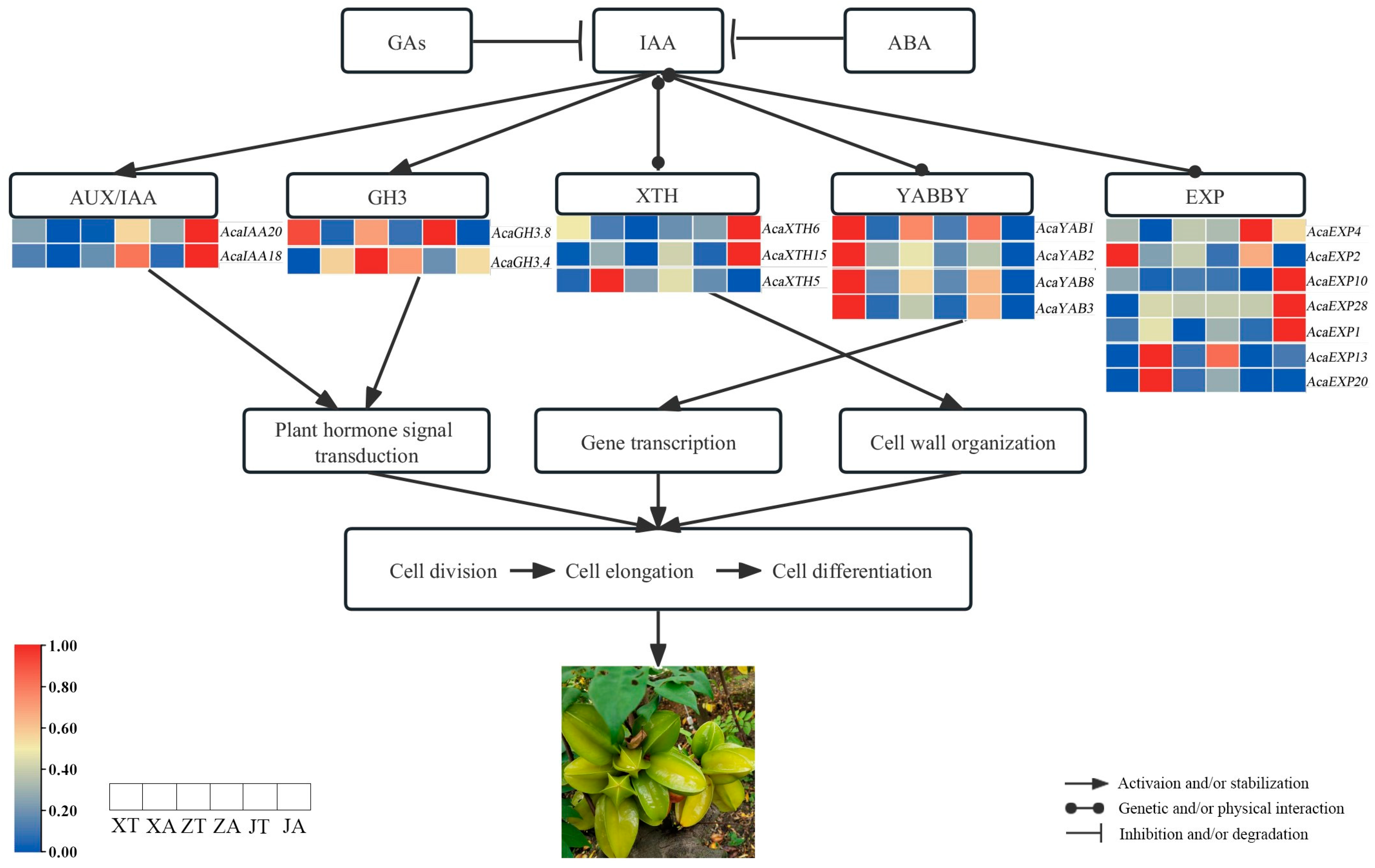 Plants 13 02696 g011