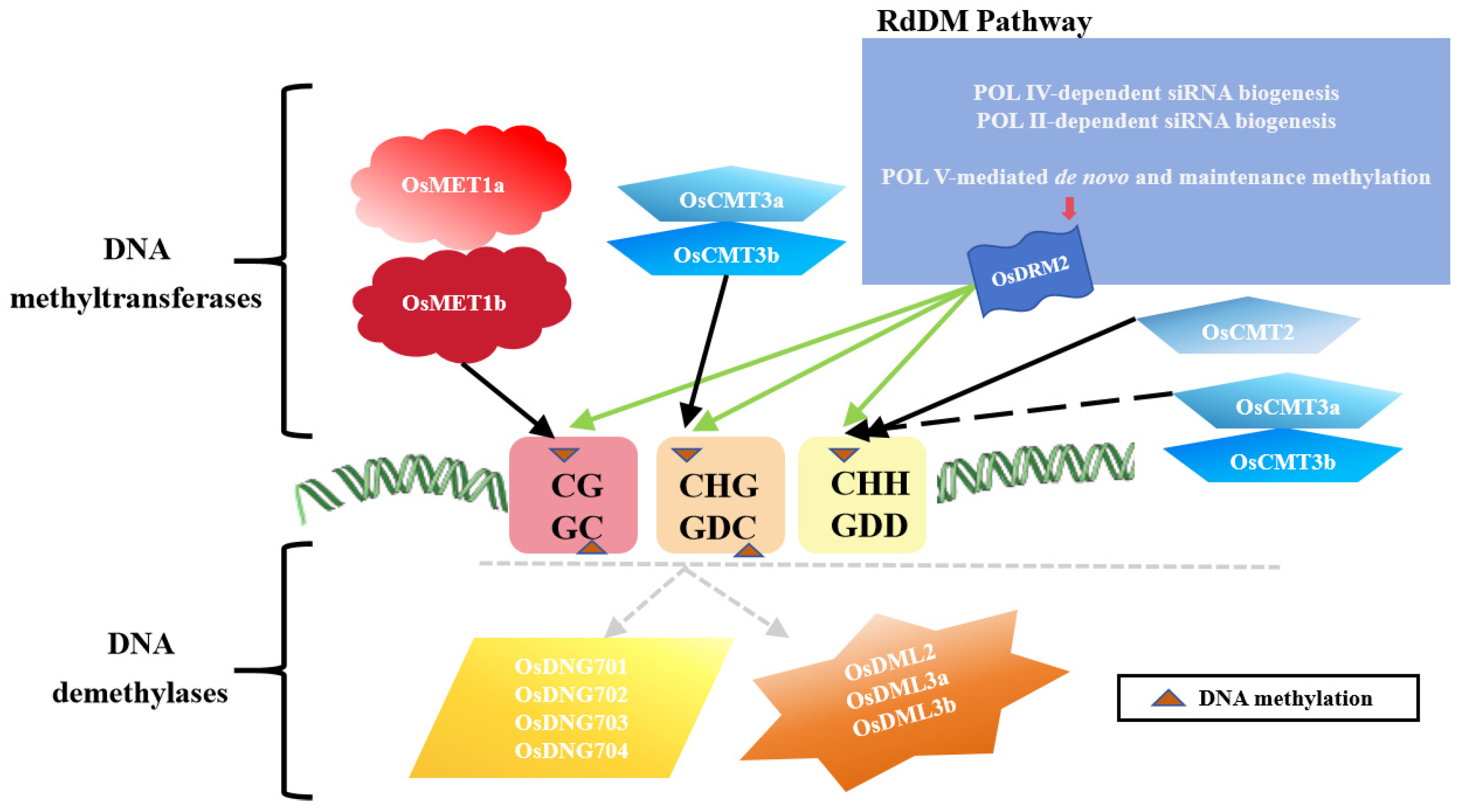 Plants 13 02700 g003