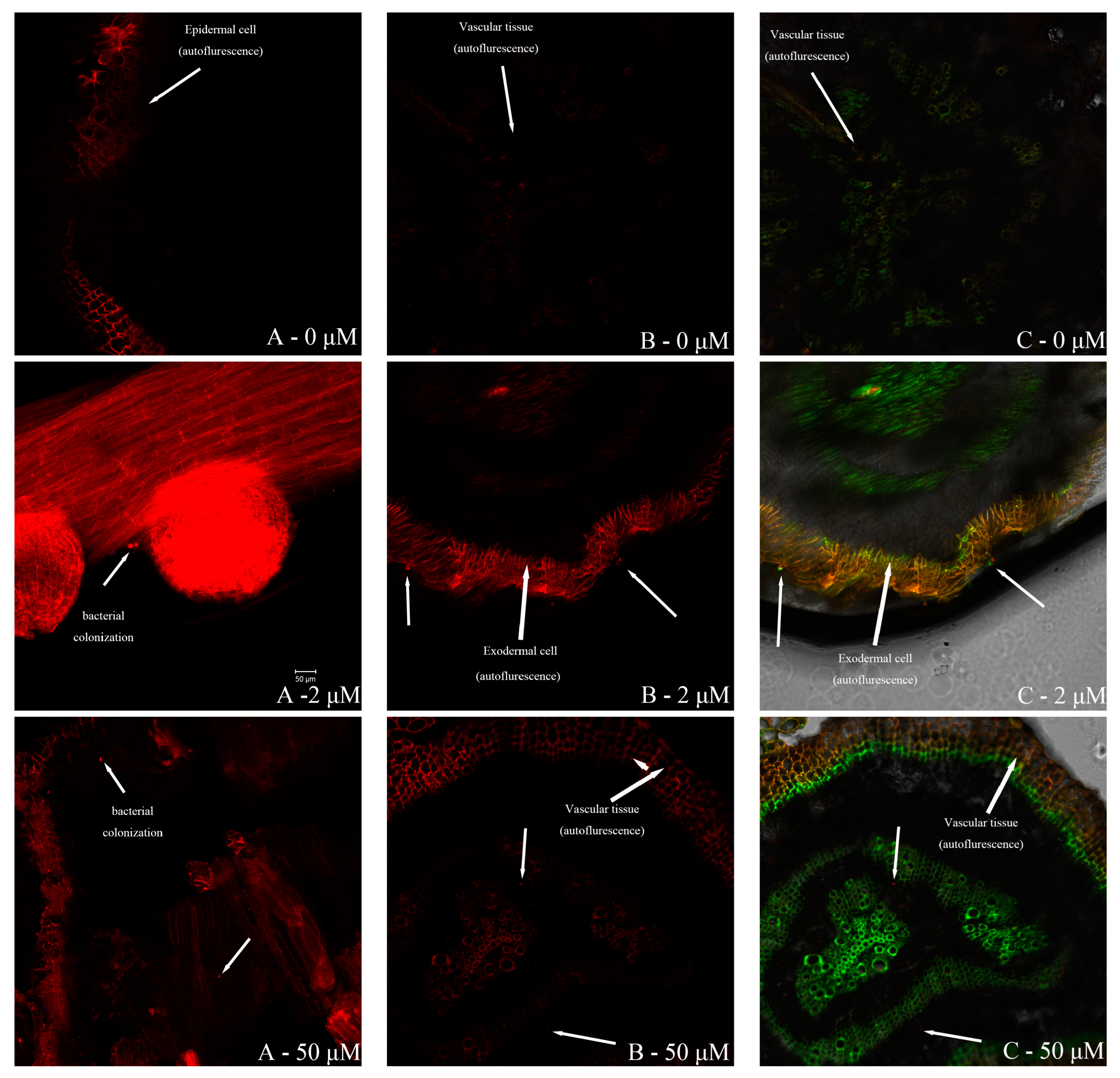 Plants 13 02703 g007
