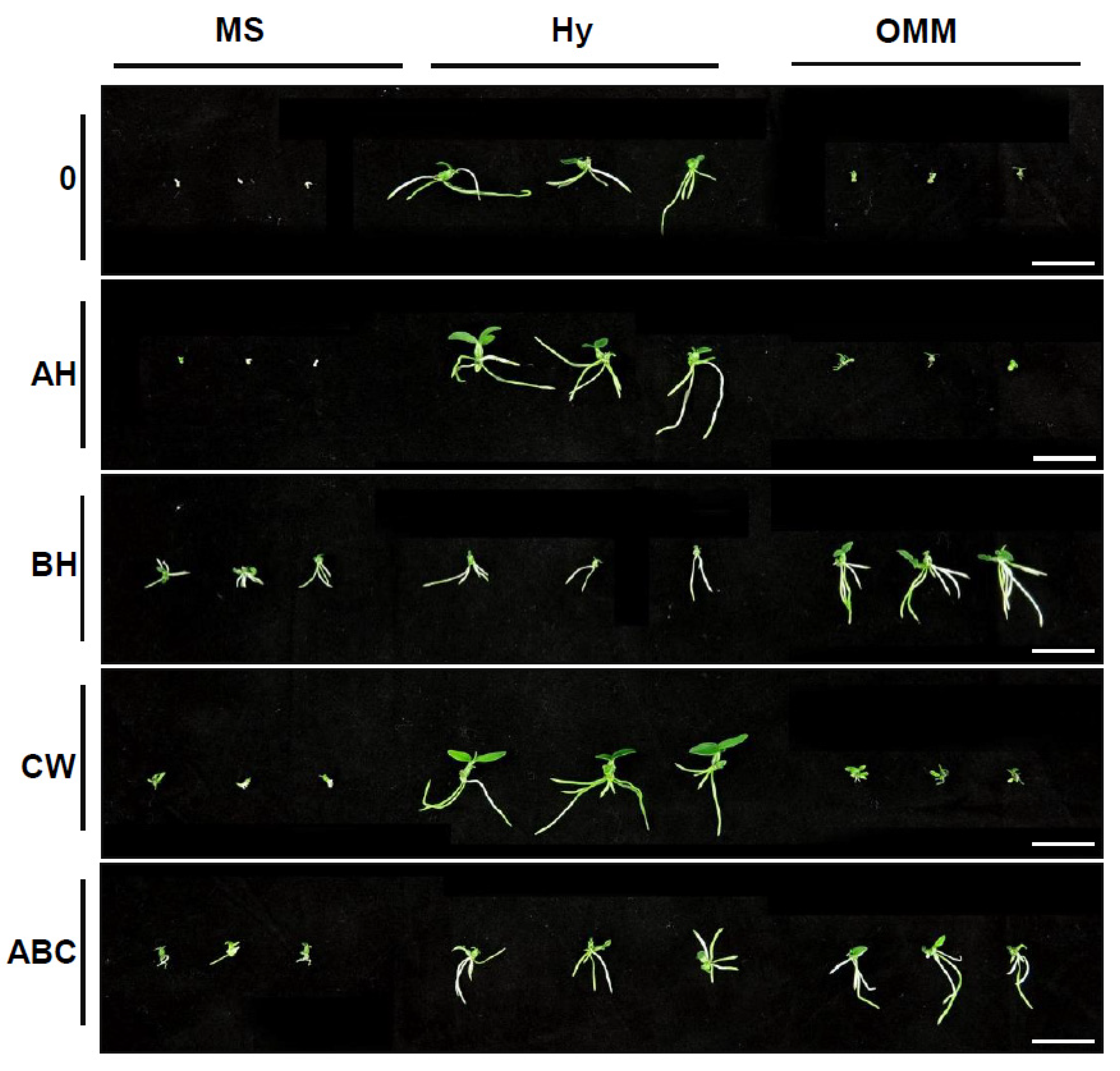 Plants 13 02721 g004 Plants 13 02721 g004