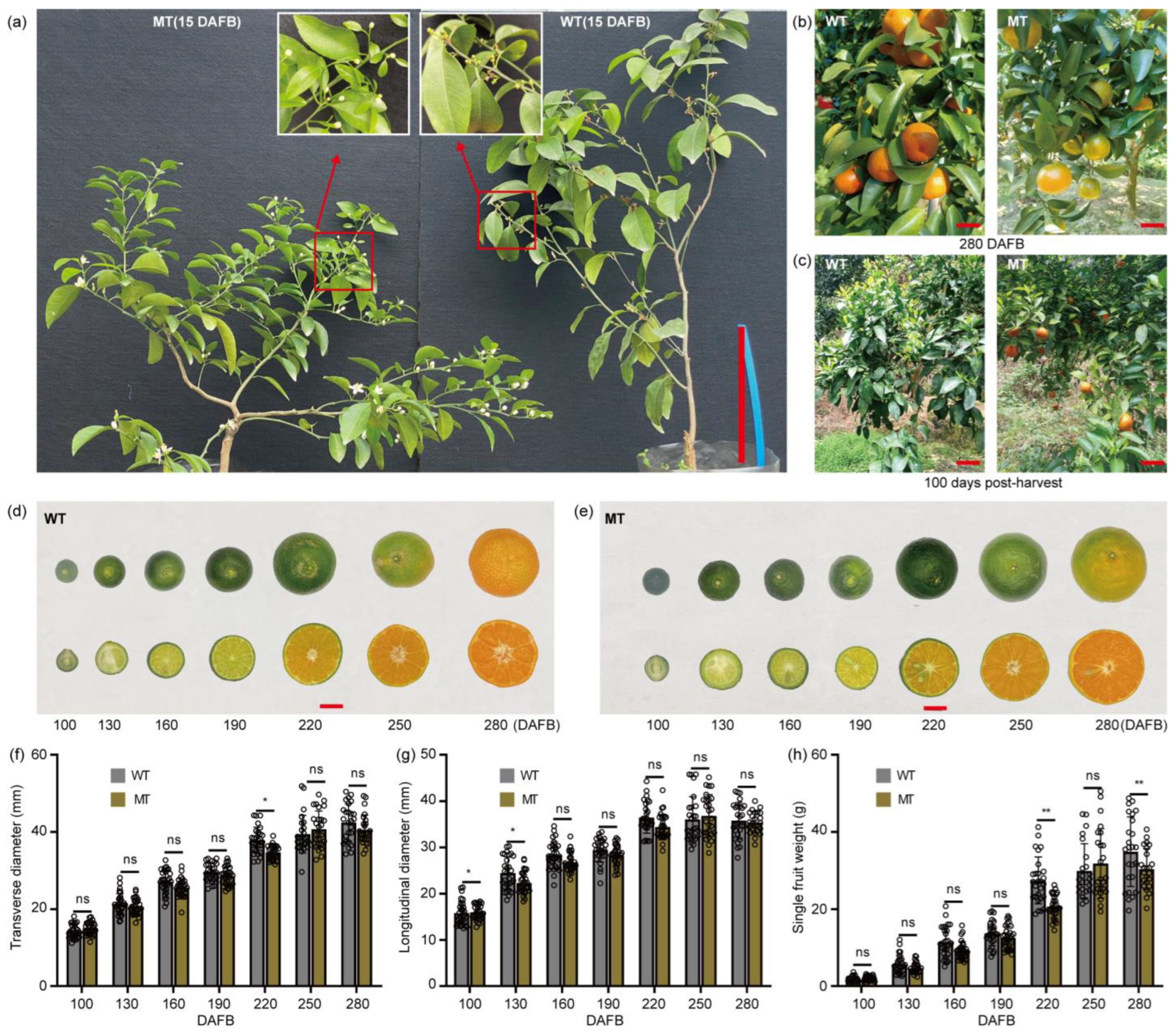 Plants 13 02722 g001