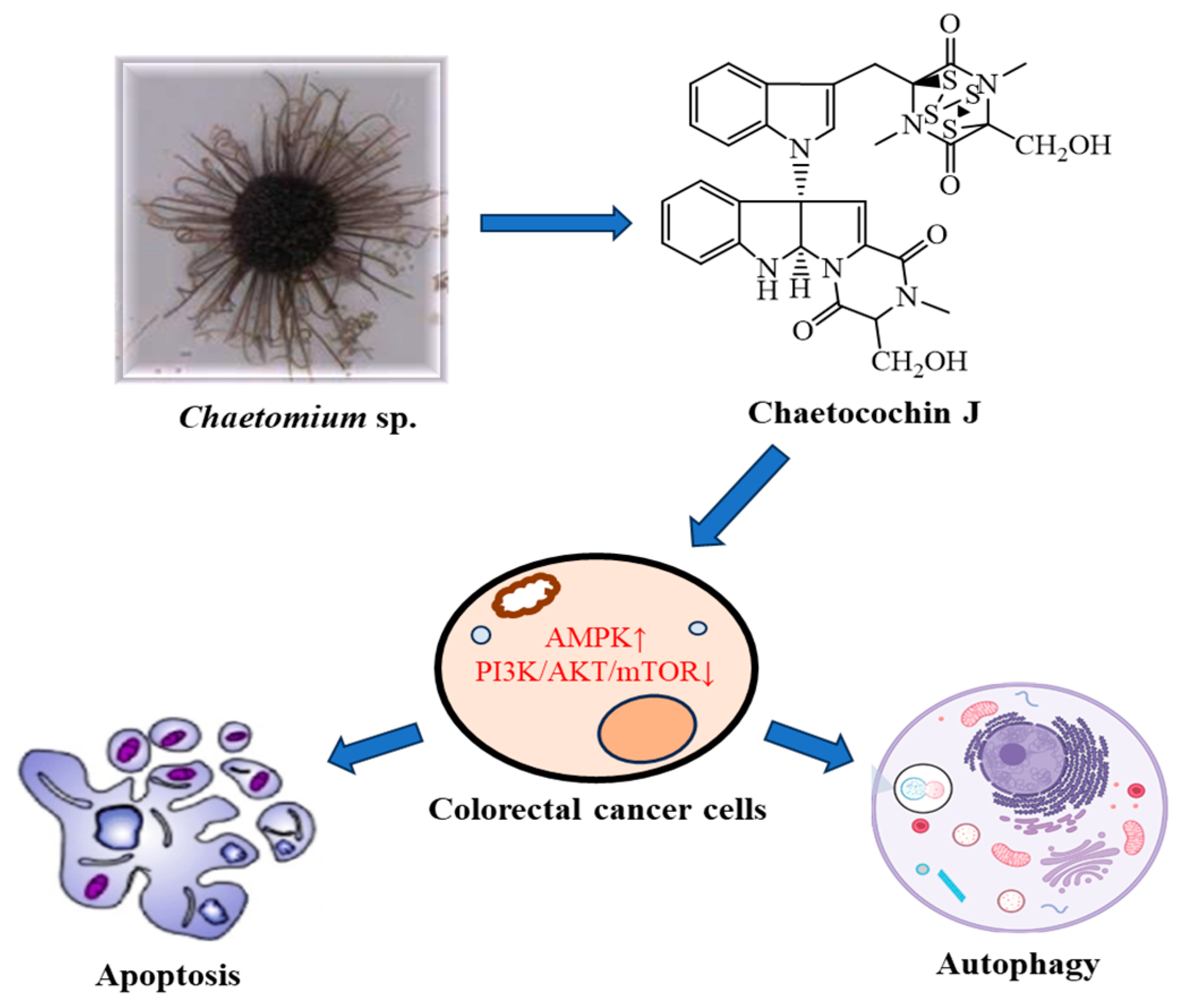 Plants 13 02723 g003