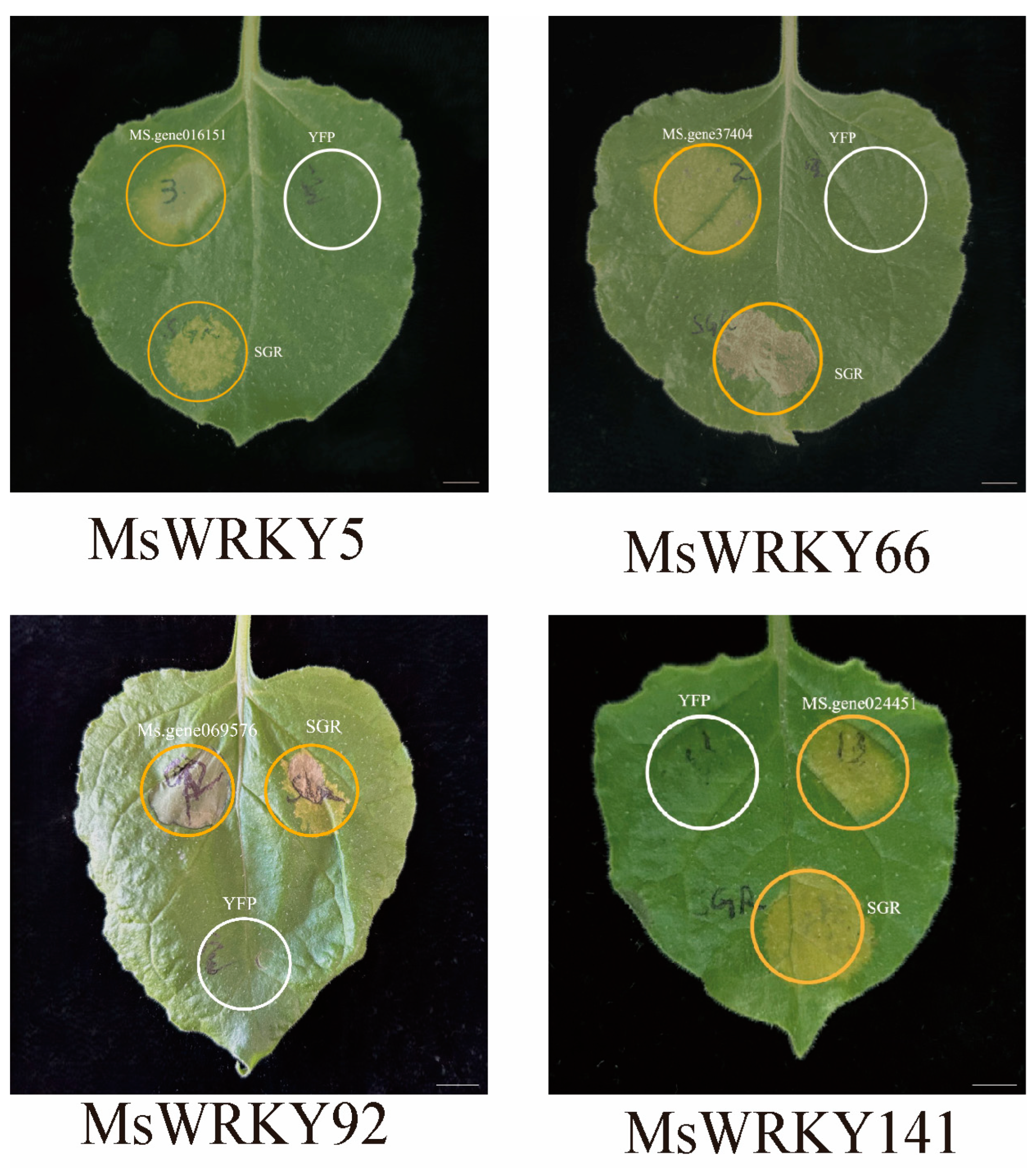 Plants 13 02725 g006