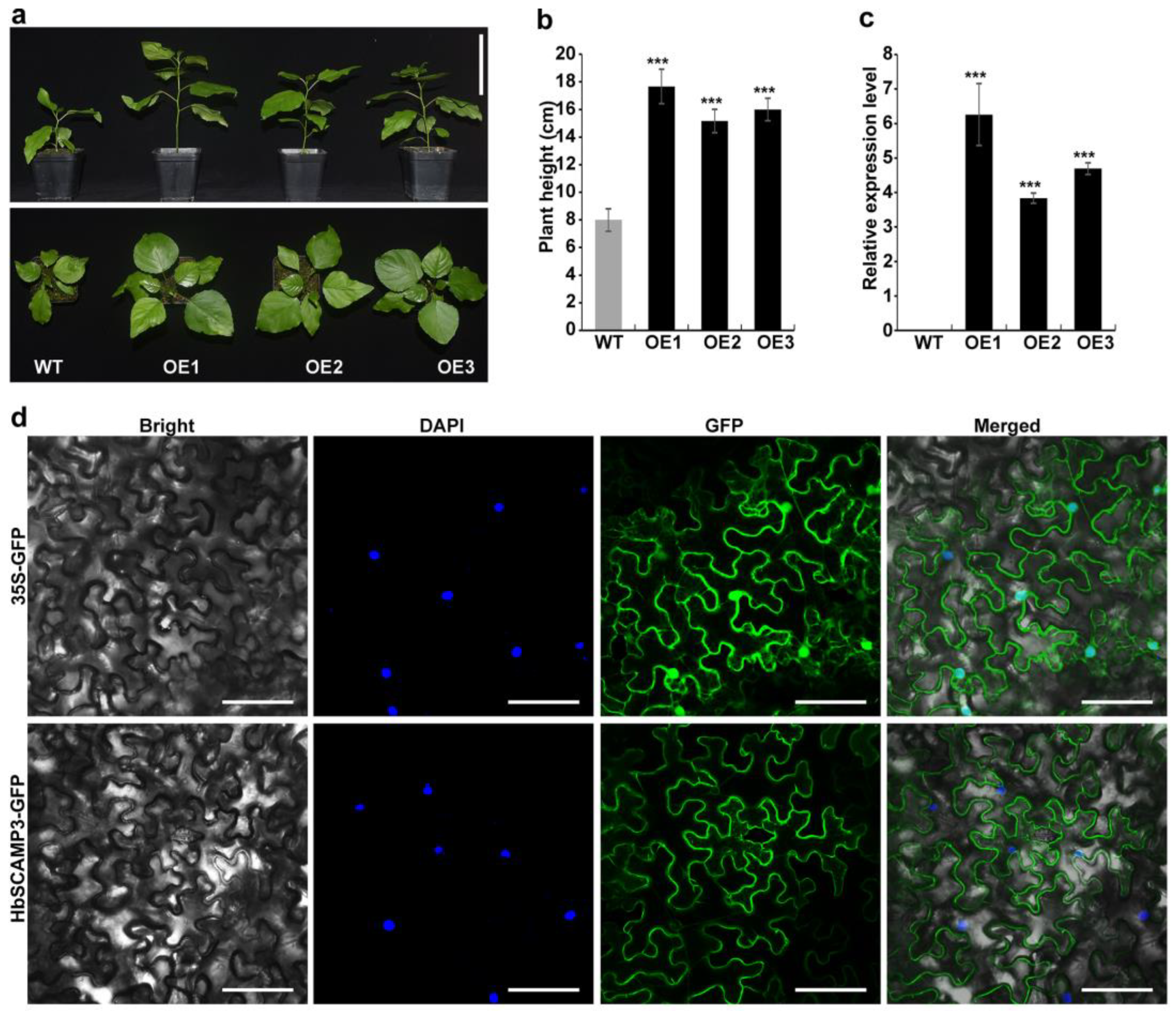 Plants 13 02729 g008